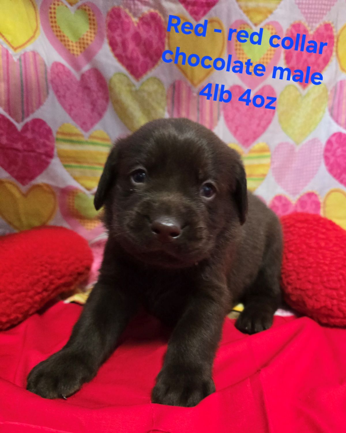 Emmy & Finn #70 red 4wks.jpg