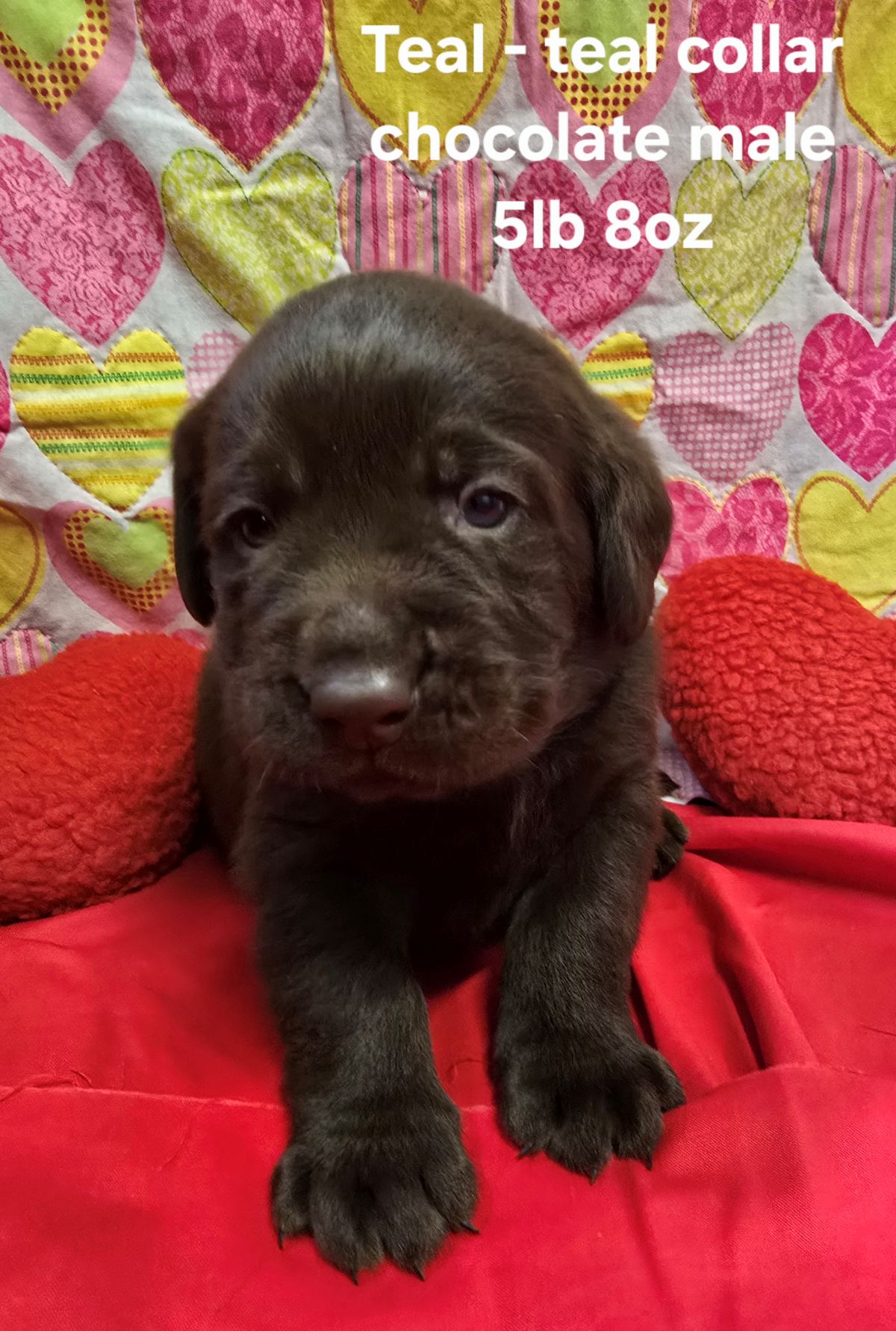 Emmy & Finn #70  teal 4wks.jpg