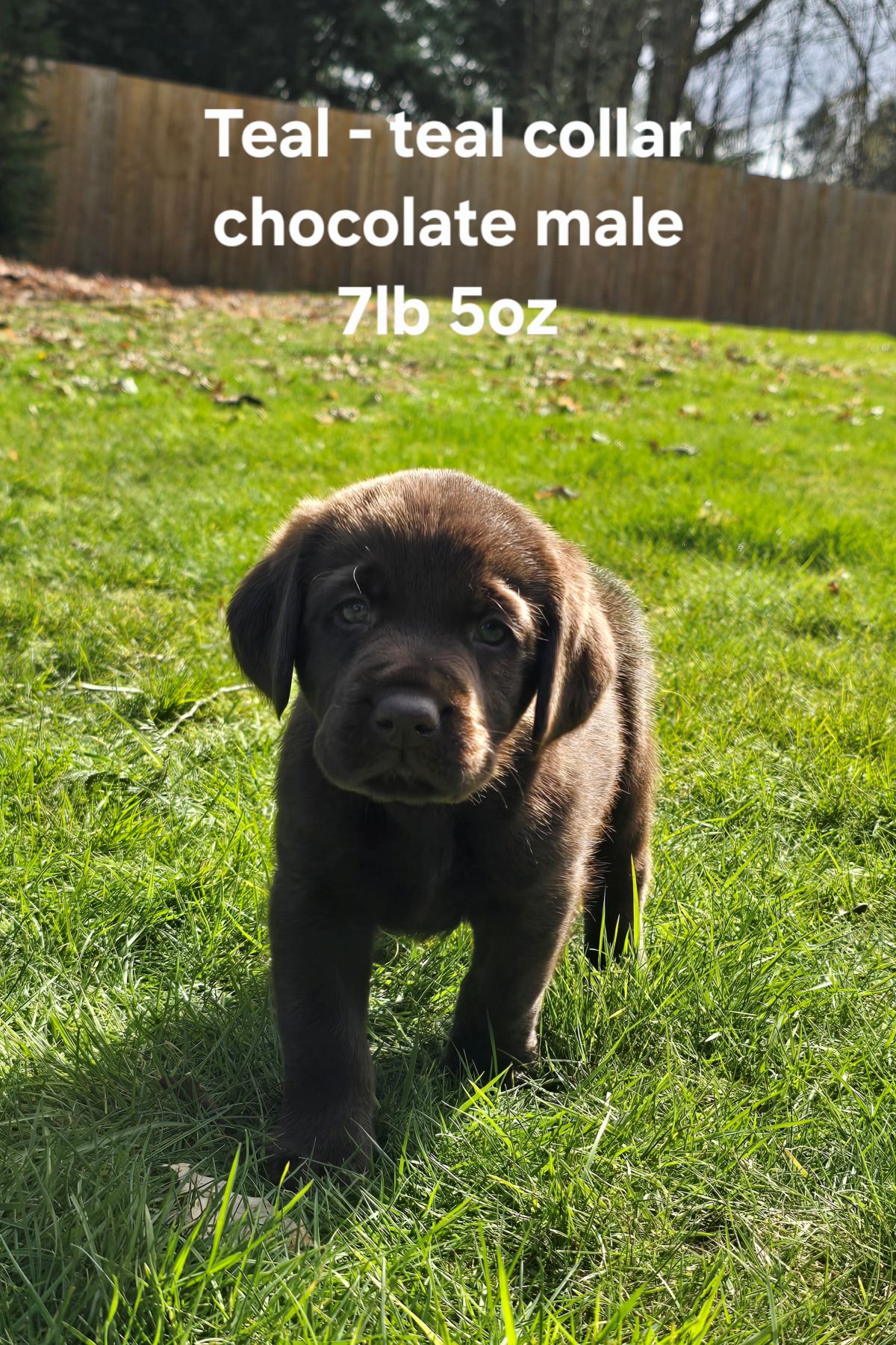 Emmy & Finn #70  teal 6wks.jpg