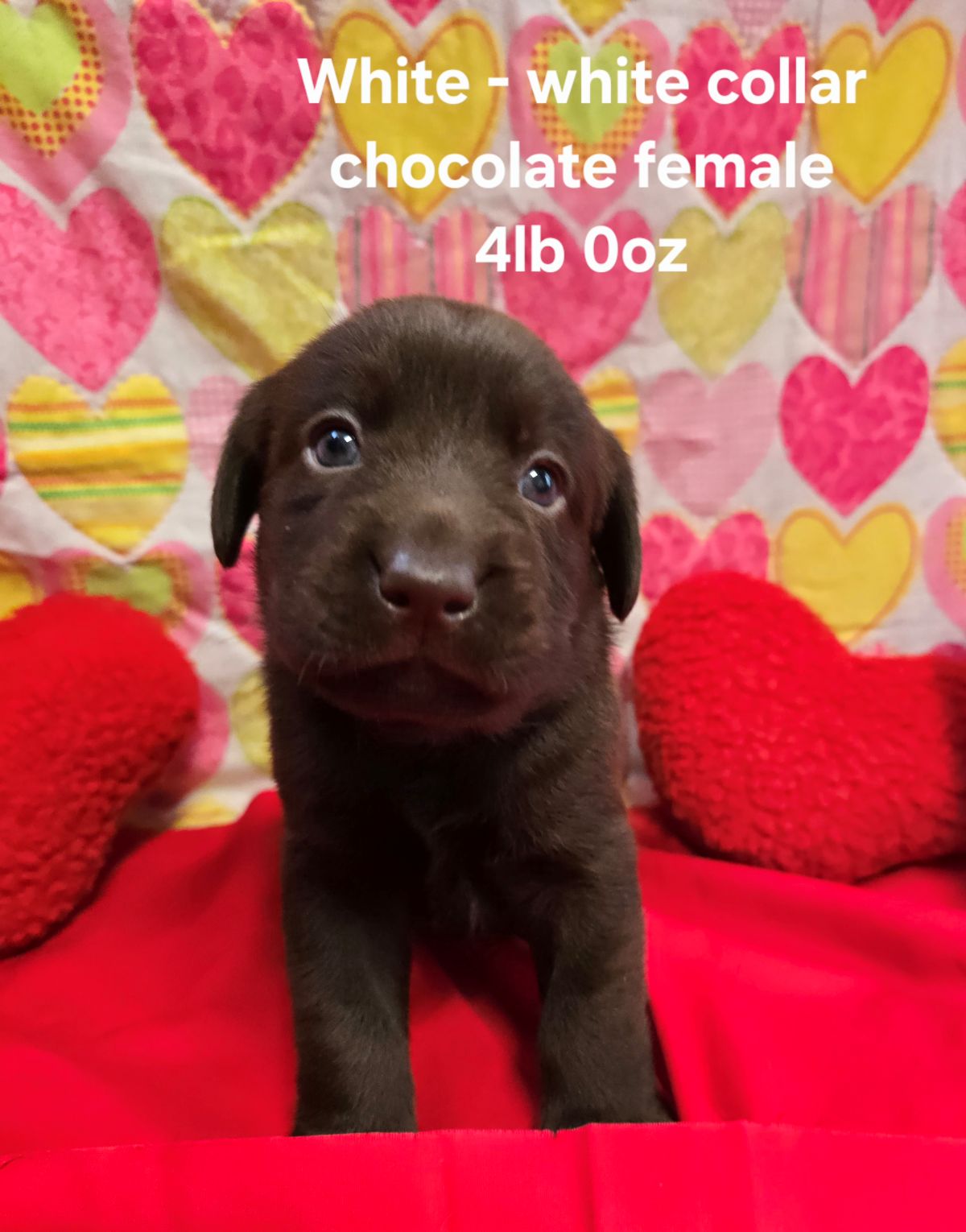 Emmy & Finn #70 white  4wks.jpg