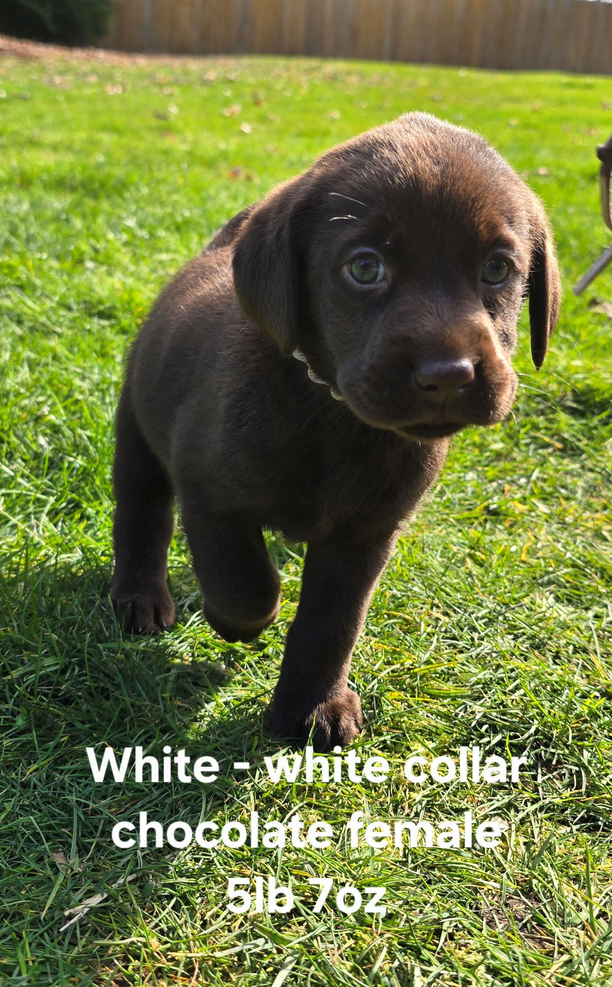 Emmy & Finn  #70  white  6wks.jpg