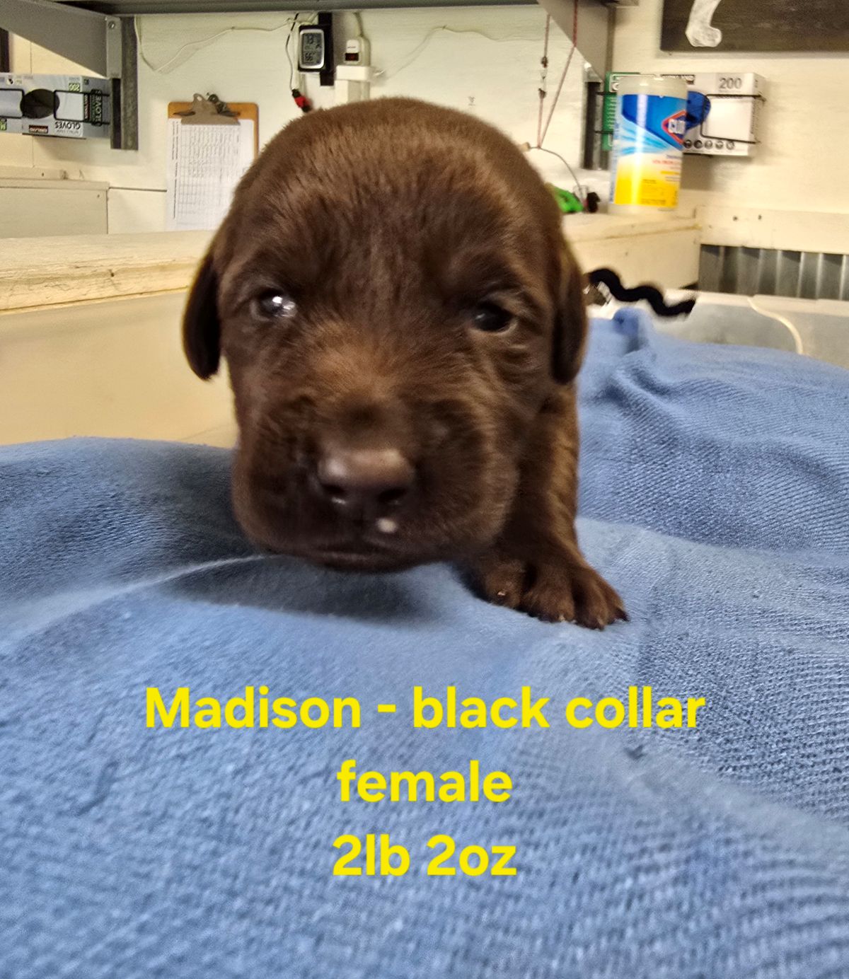 Myka black collar 2 weeks.jpg