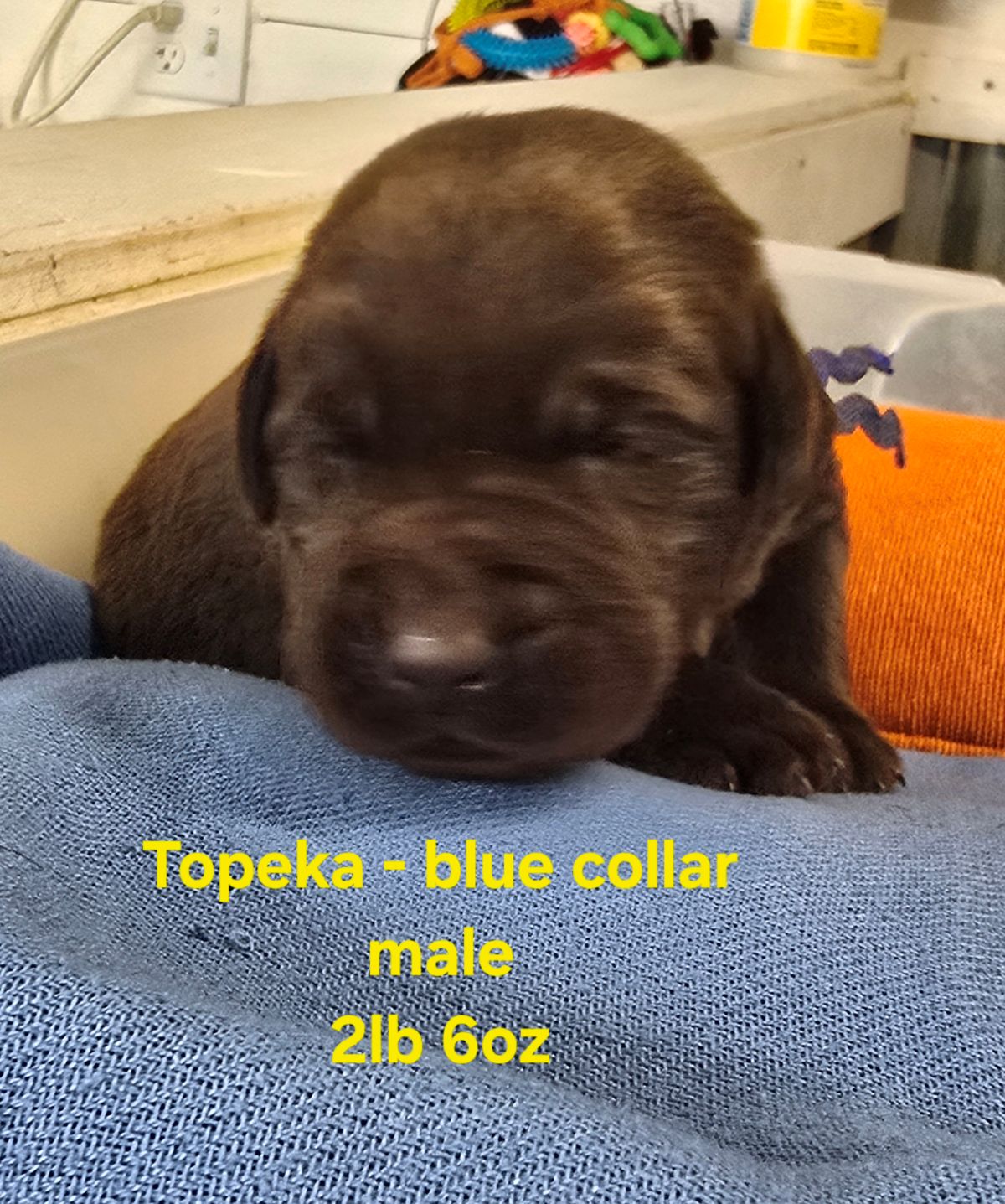 Myka blue collar 2 weeks.jpg
