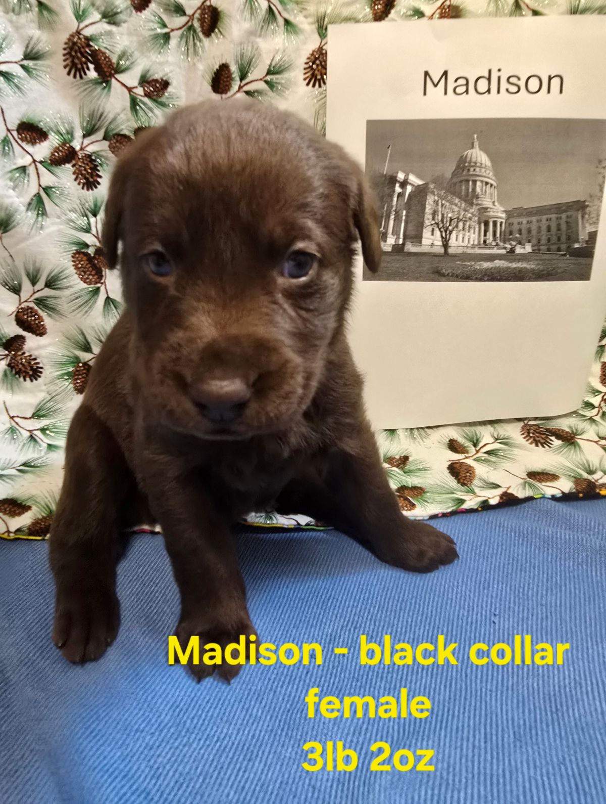 Myka & Cognac #71  black  4wks.jpg