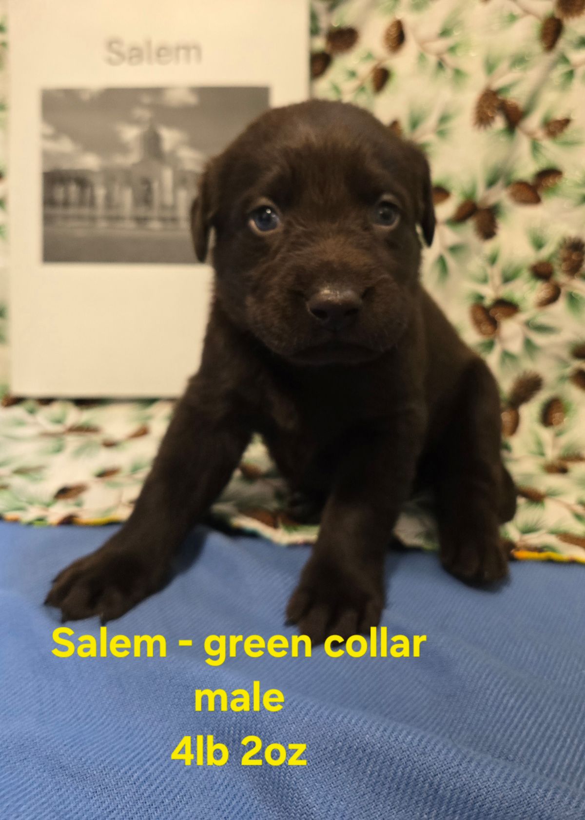 Myka & Cognac #71  green  4wks.jpg