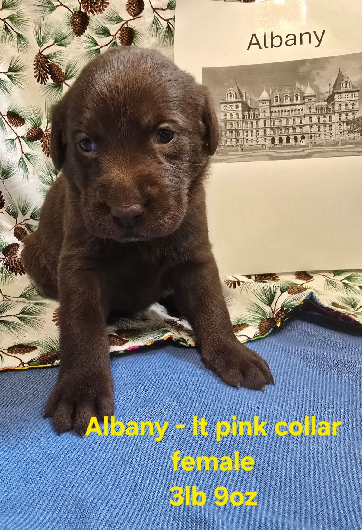 Myka & Cognac #71  lt pink  4wks.jpg