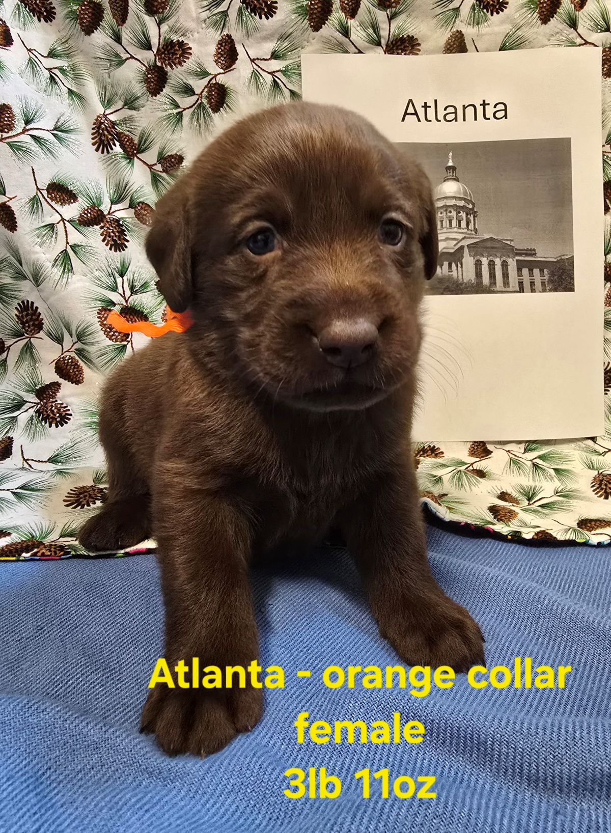 Myka & Cognac #71  orange  4wks.jpg