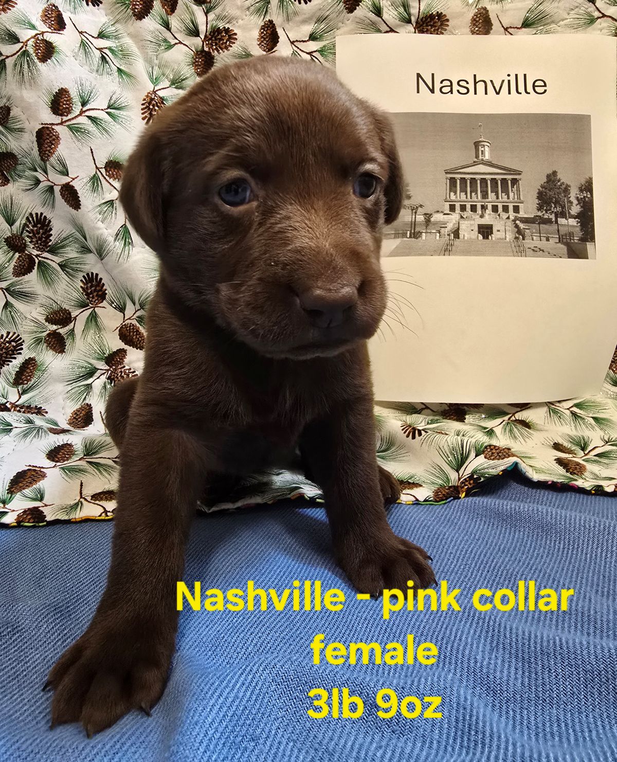 Myka & Cognac #71  pink  4wks.jpg