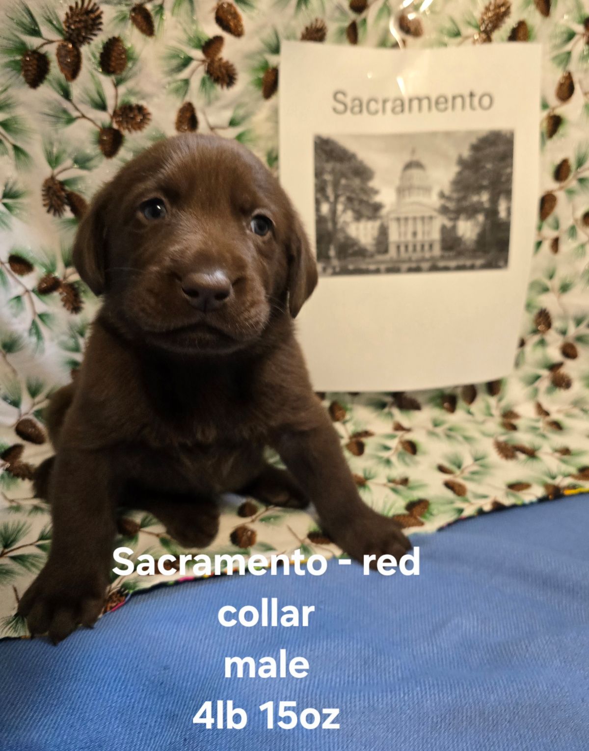 Myka & Cognac #71 red 4wks.jpg