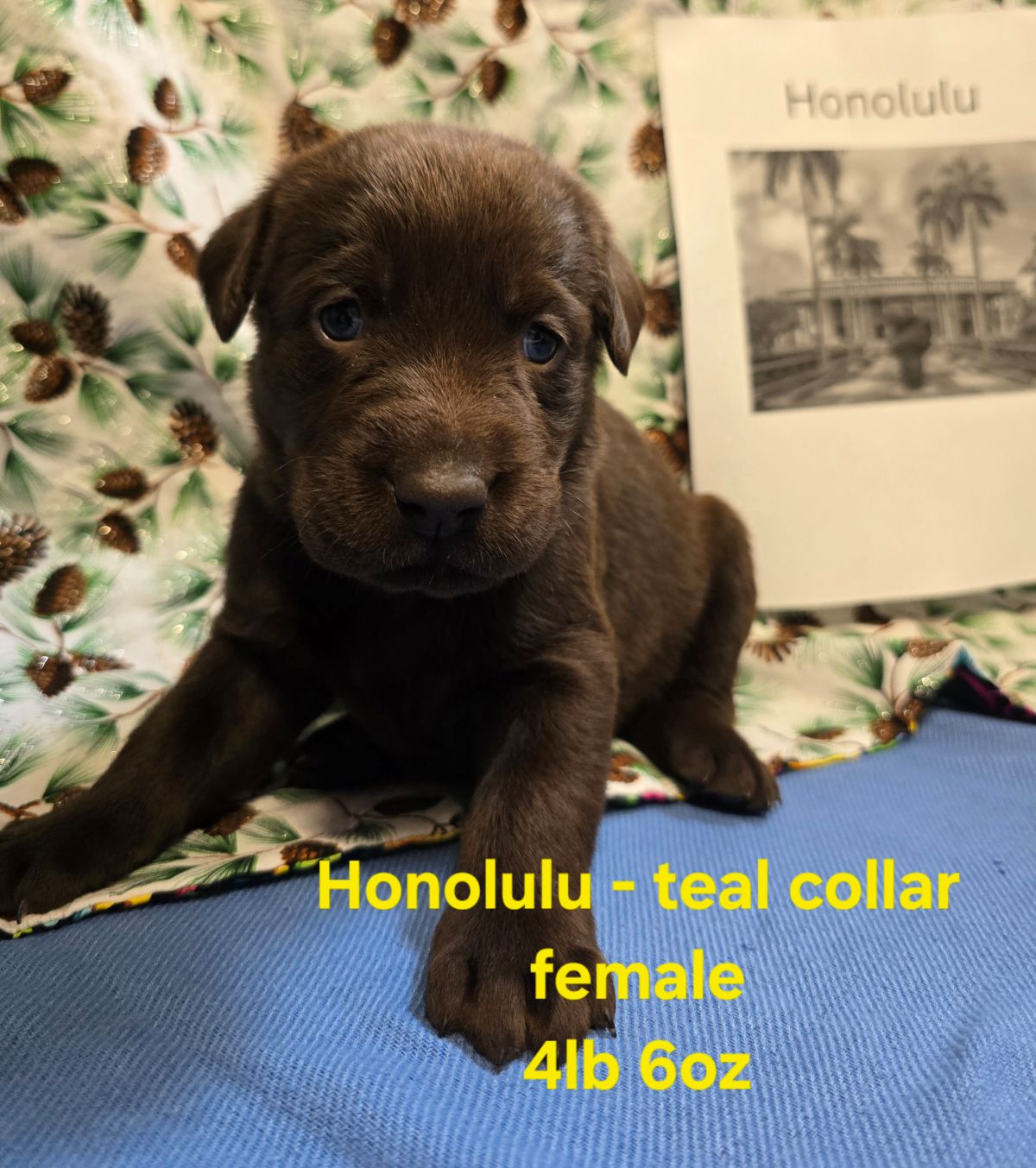 Myka & Cognac #71  teal  4wks.jpg