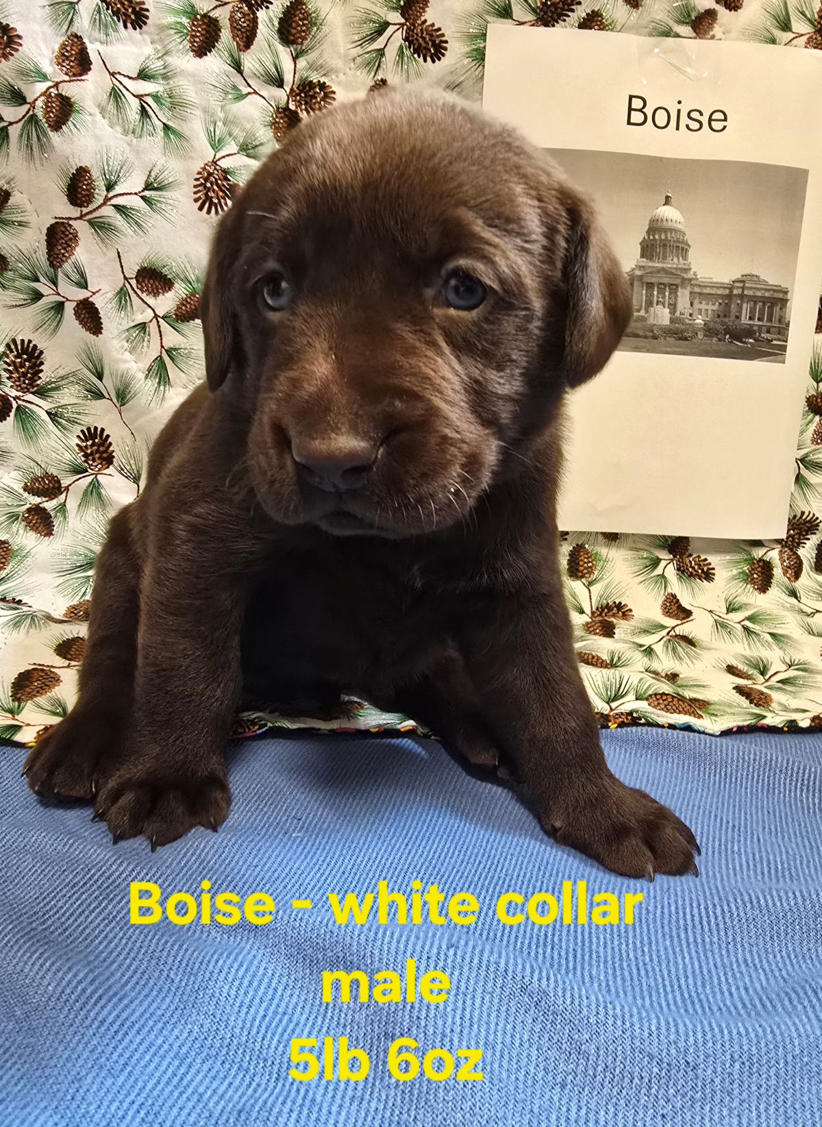 Myka & Cognac #71  white 4wks.jpg