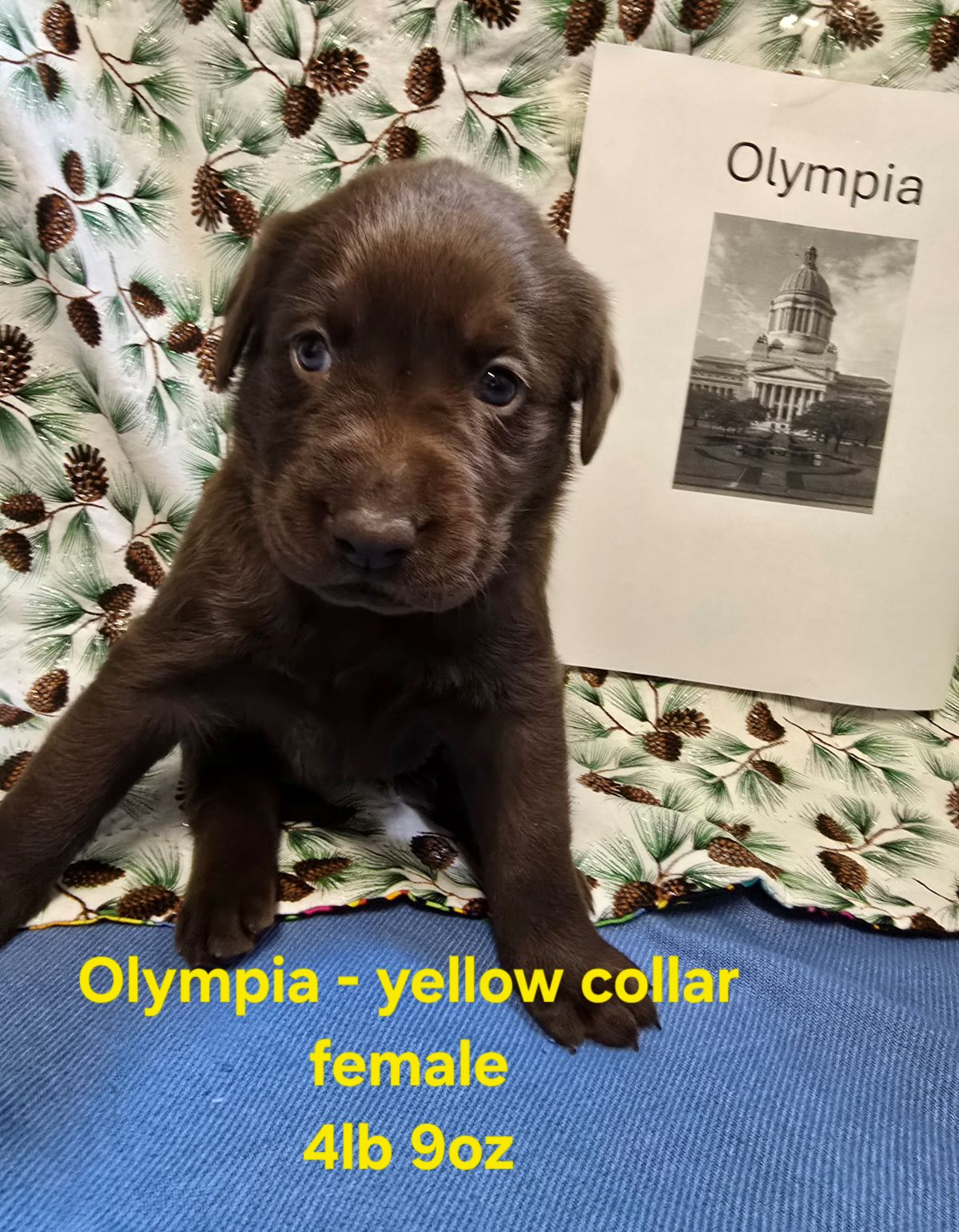 Myka & Cognac #71  yellow  4wks.jpg