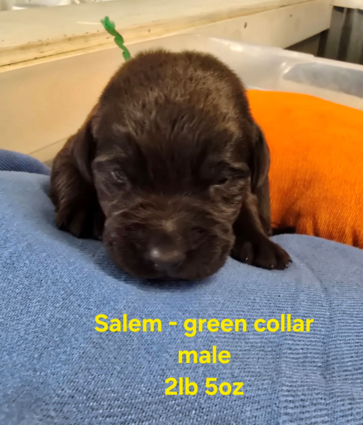 Myka green collar 2 weeks.jpg