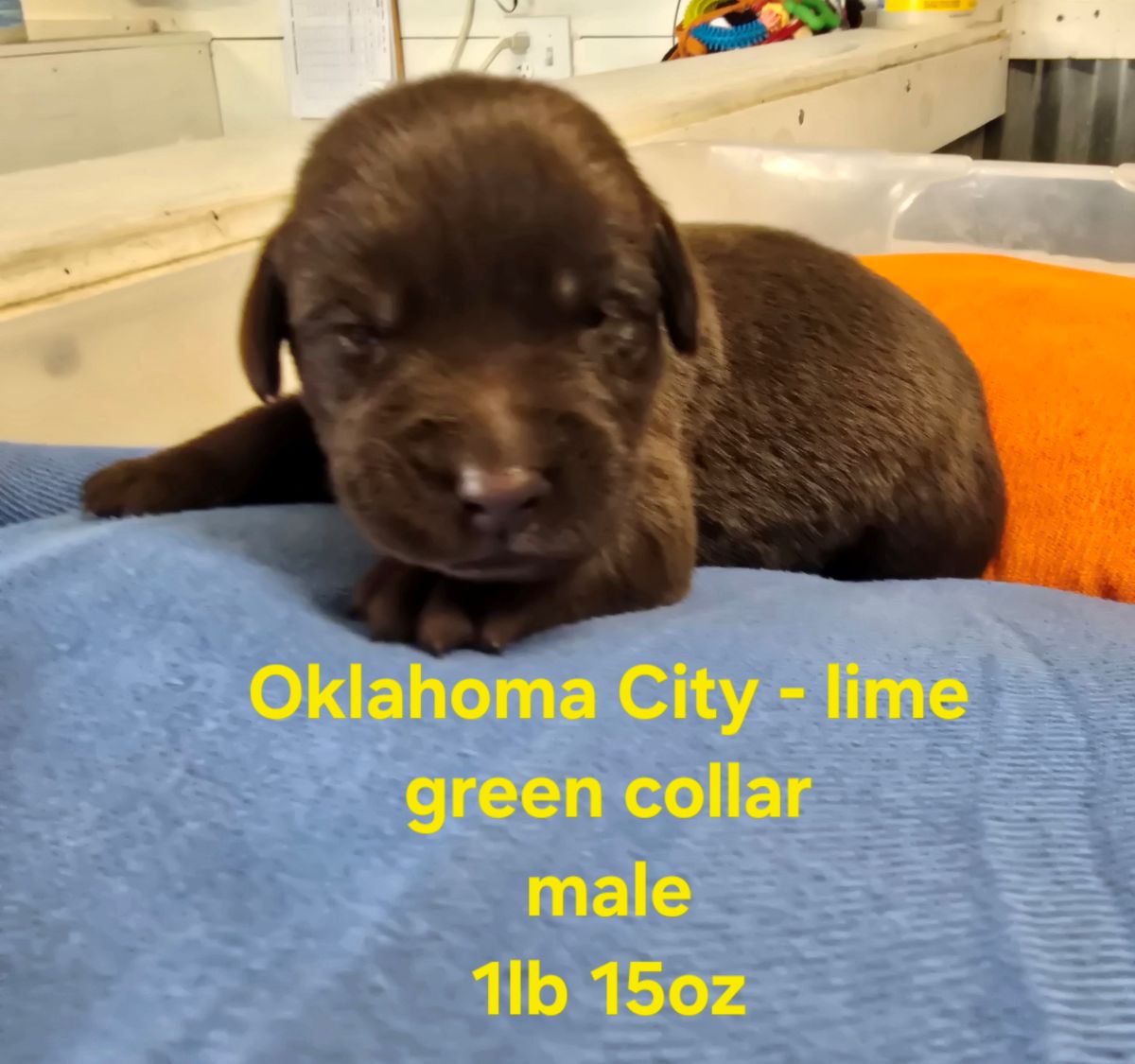 Myka lime green collar 2 weeks.jpg