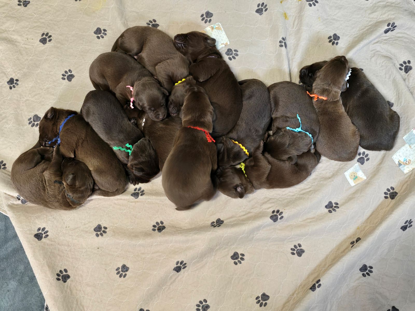 Myka litter 2 weeks.jpg