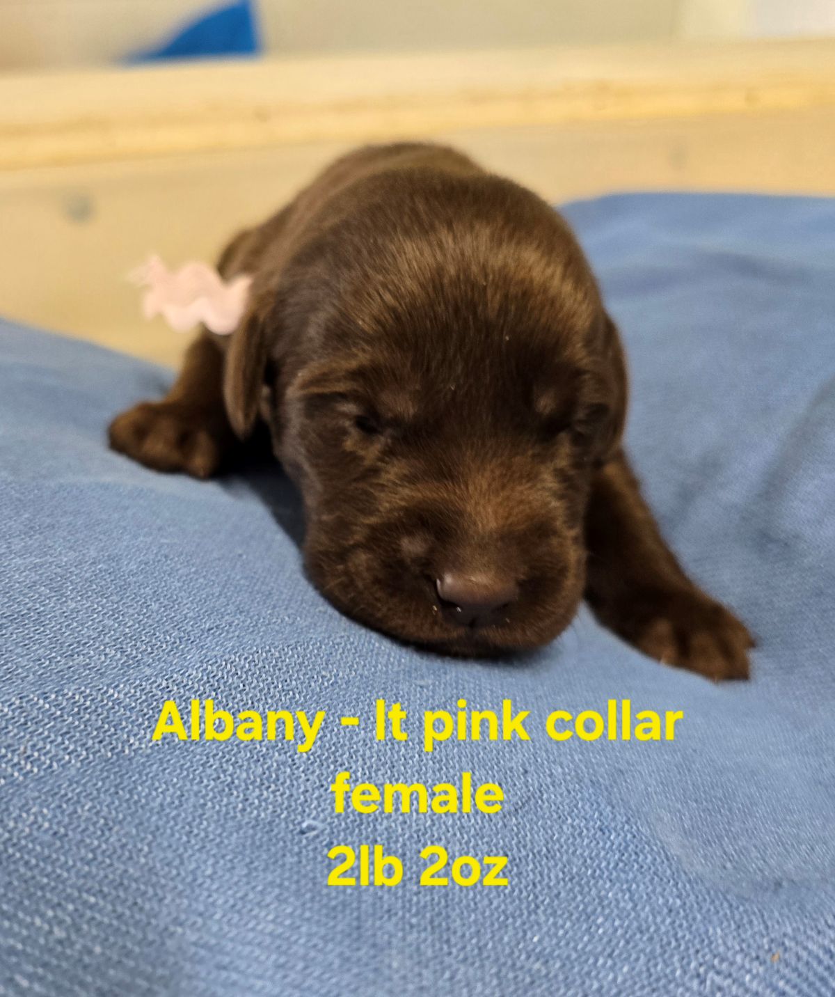 Myka lt pink collar 2 weeks.jpg