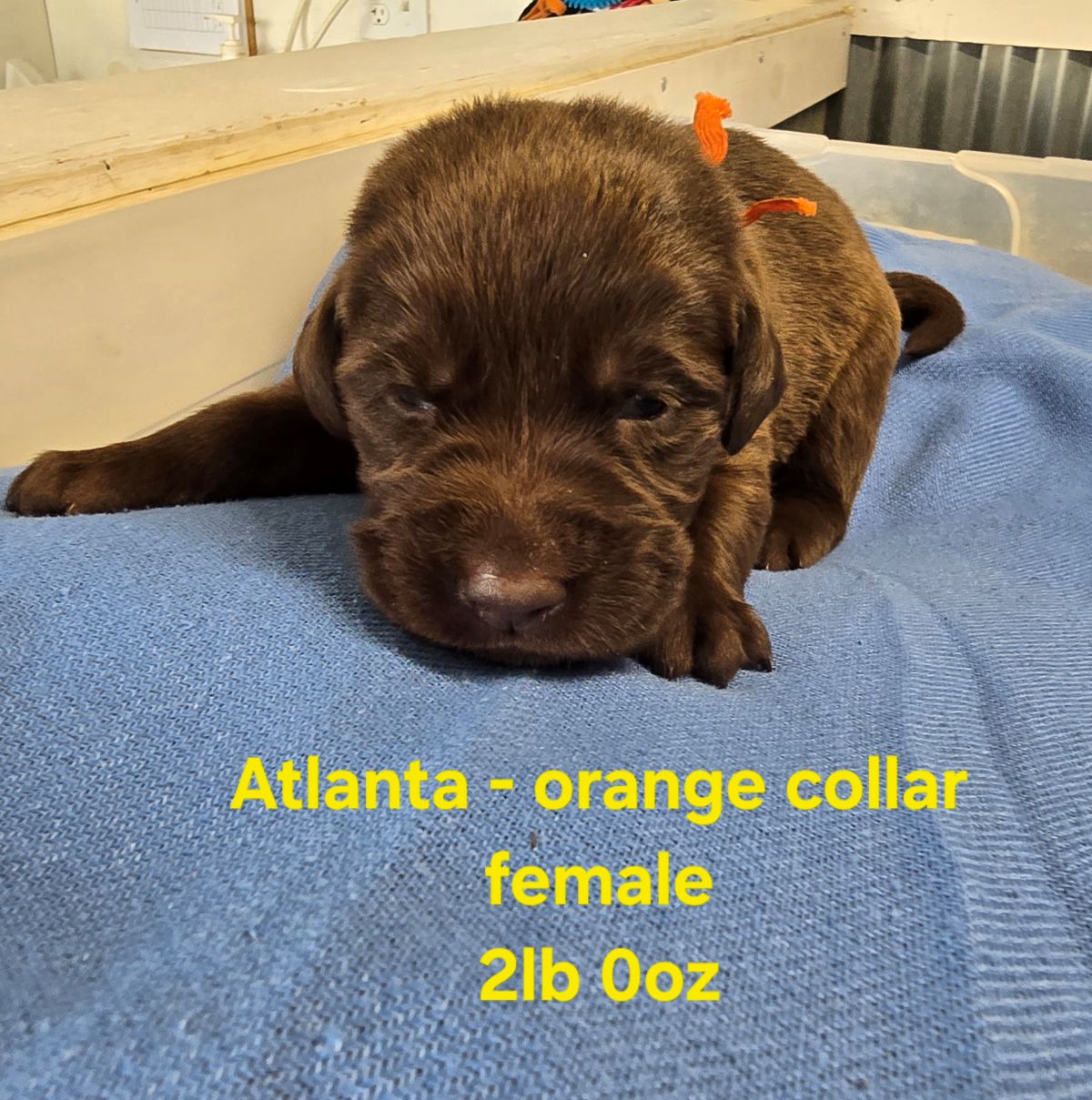 Myka orange collar 2 weeks.jpg