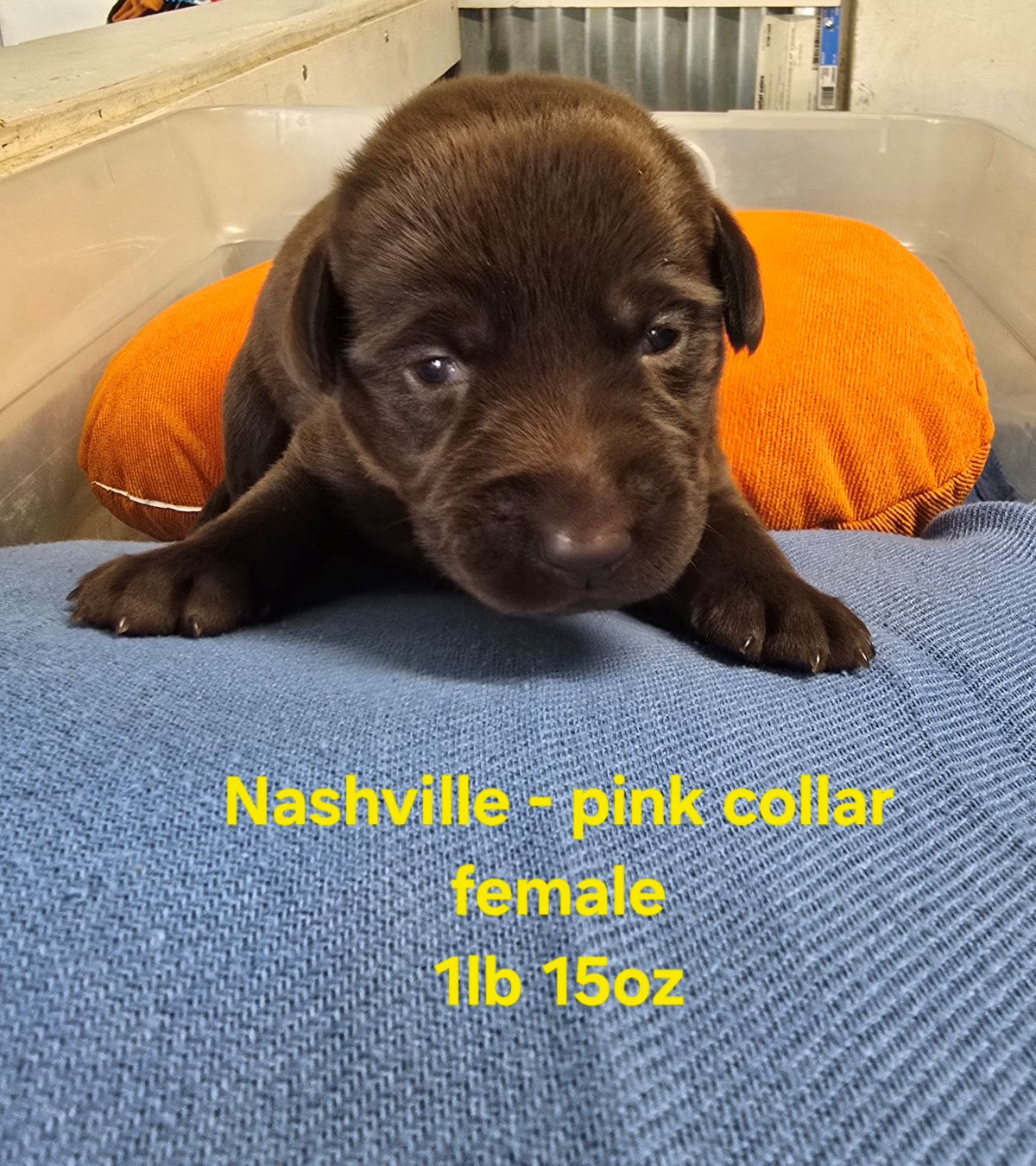 Myka pink collar 2 weeks.jpg