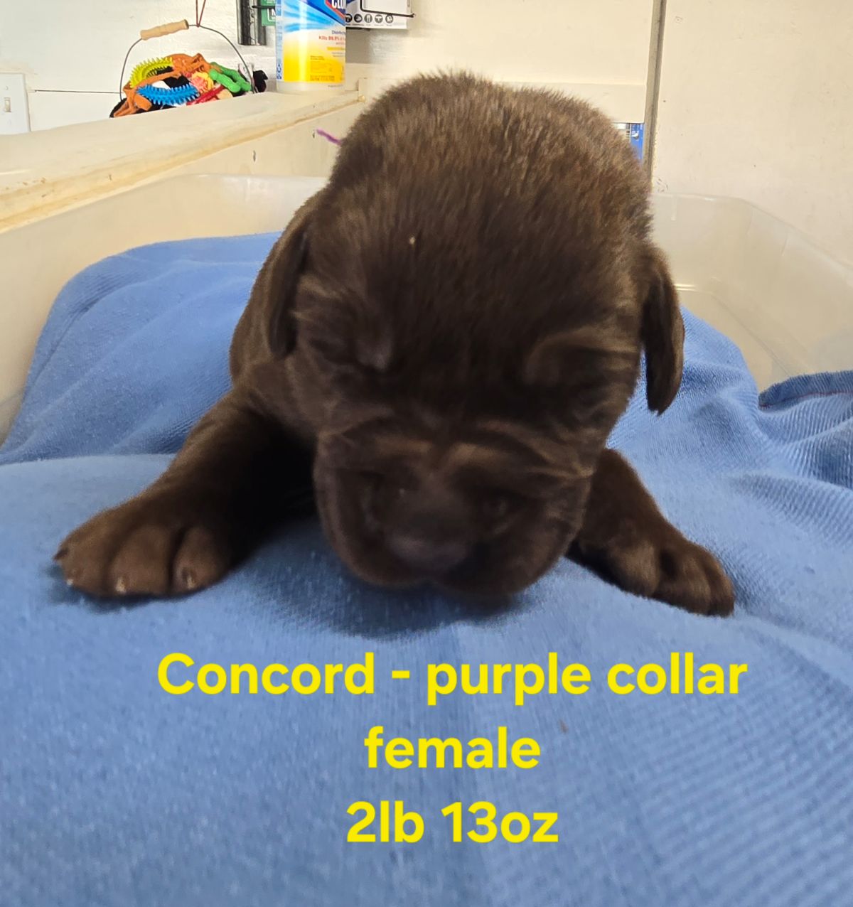 Myka purple collar 2 weeks.jpg
