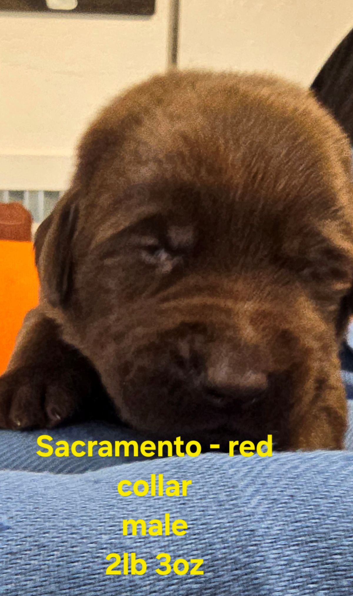 Myka red collar 2 weeks.jpg