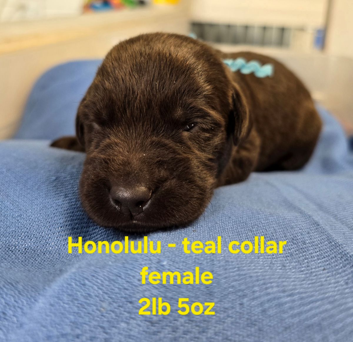 Myka teal collar 2 weeks.jpg