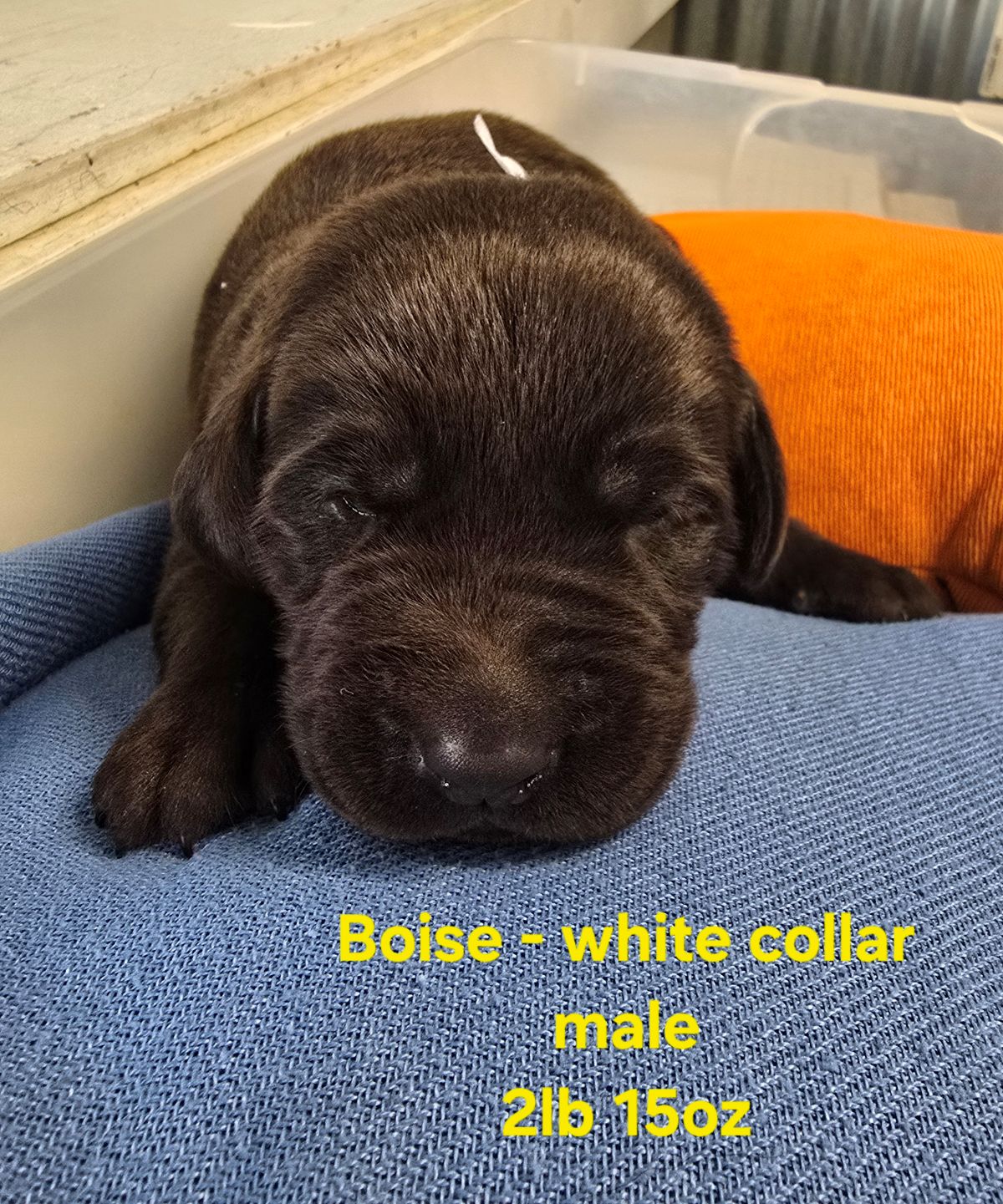 Myka white collar 2 weeks.jpg