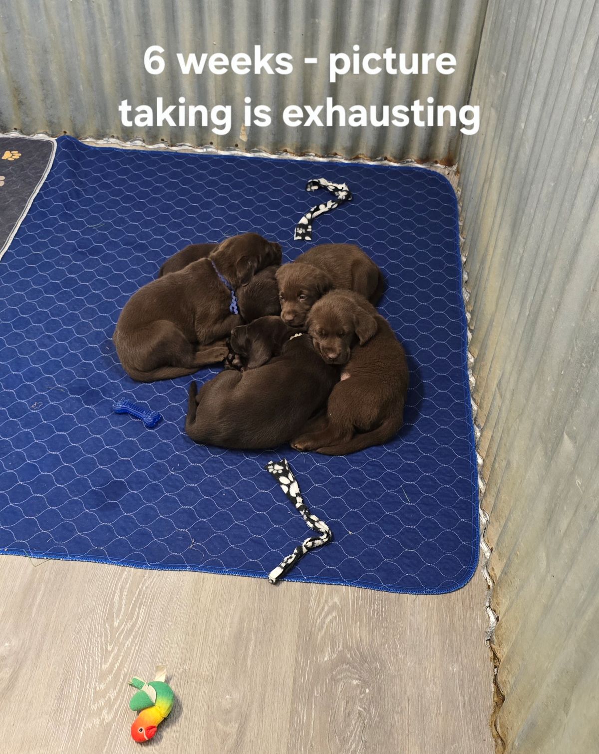 Myka & Cognac #71  6wks  group.jpg