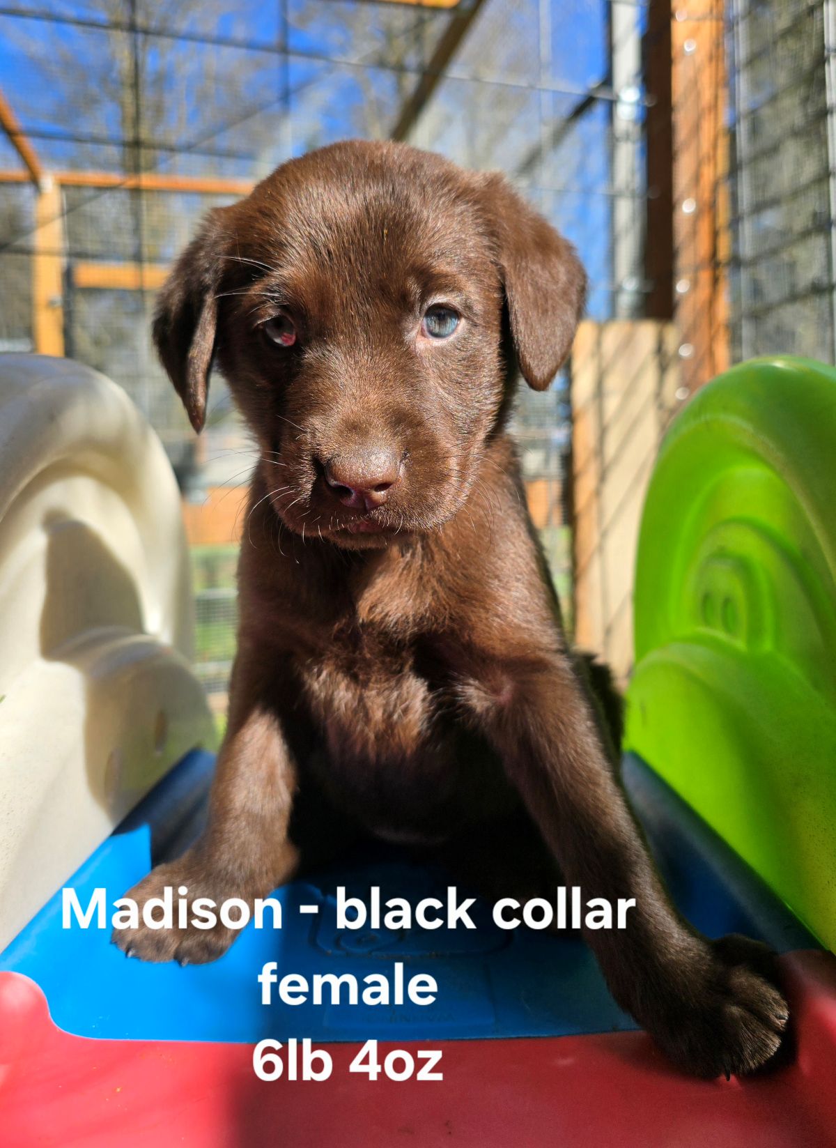 Myka & Cognac #71  black  6wks.jpg