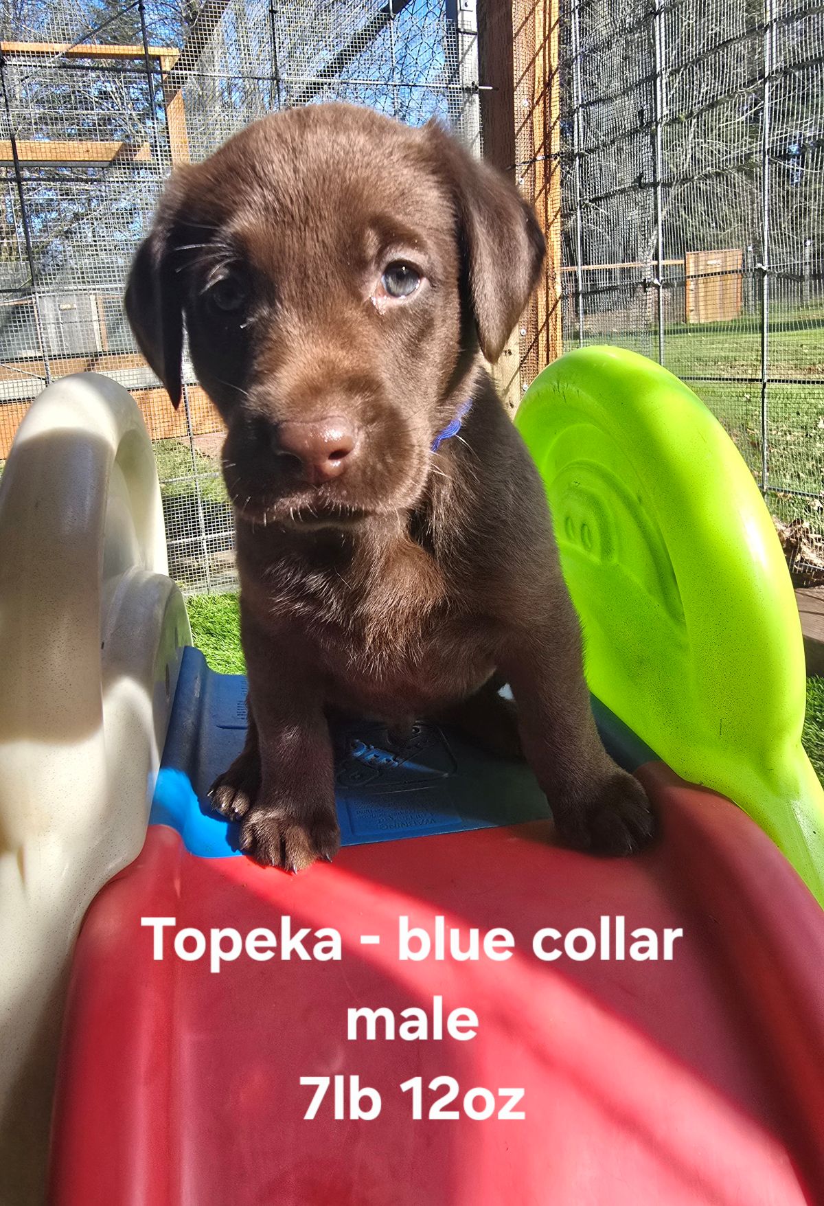 Myka & Cognac #71  blue  6wks.jpg