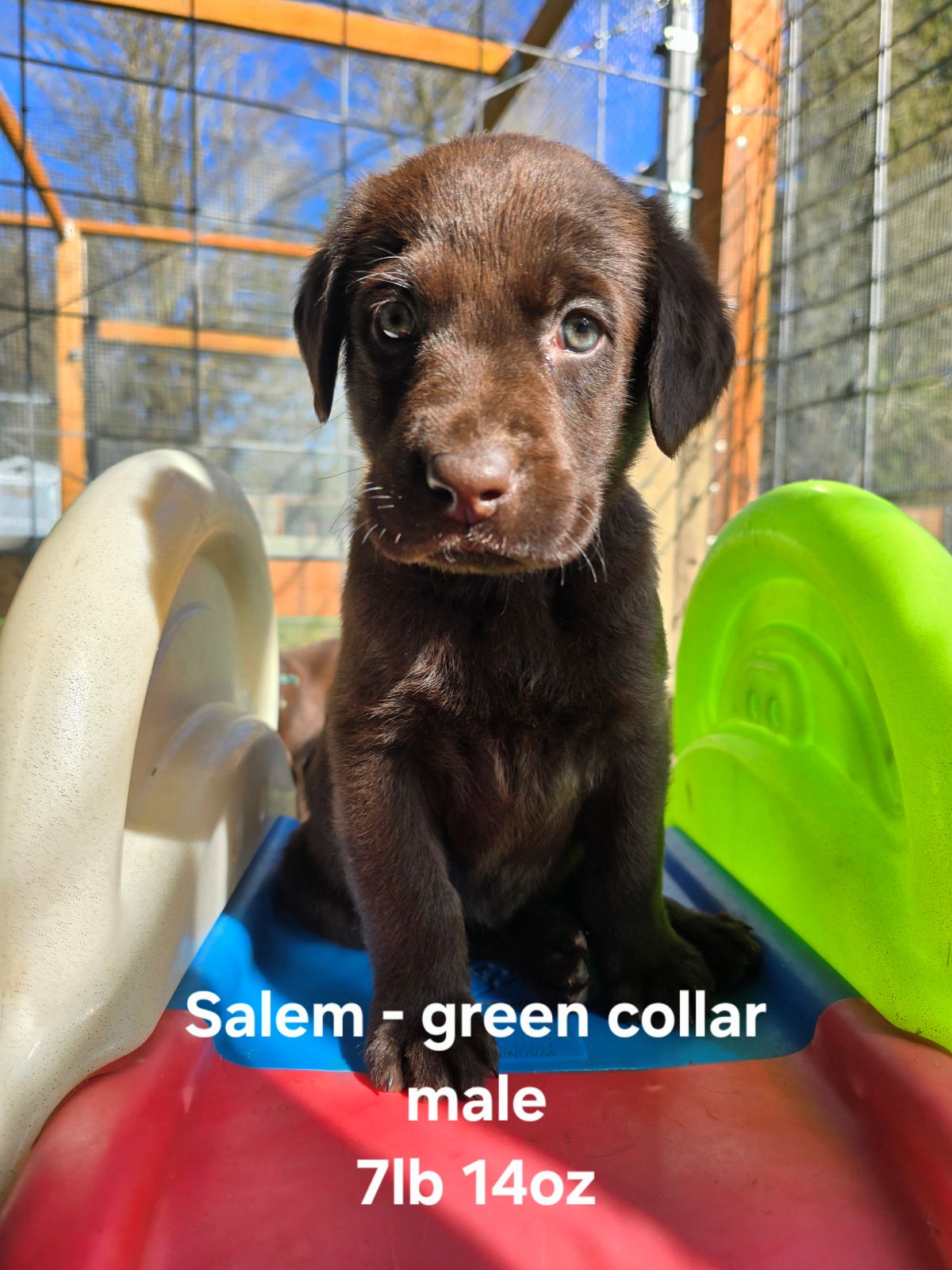 Myka & cognac #71  green  6wks.jpg