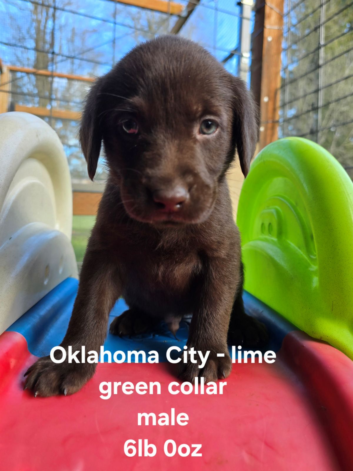 Myka & Cognac #71  lime green  6wks.jpg