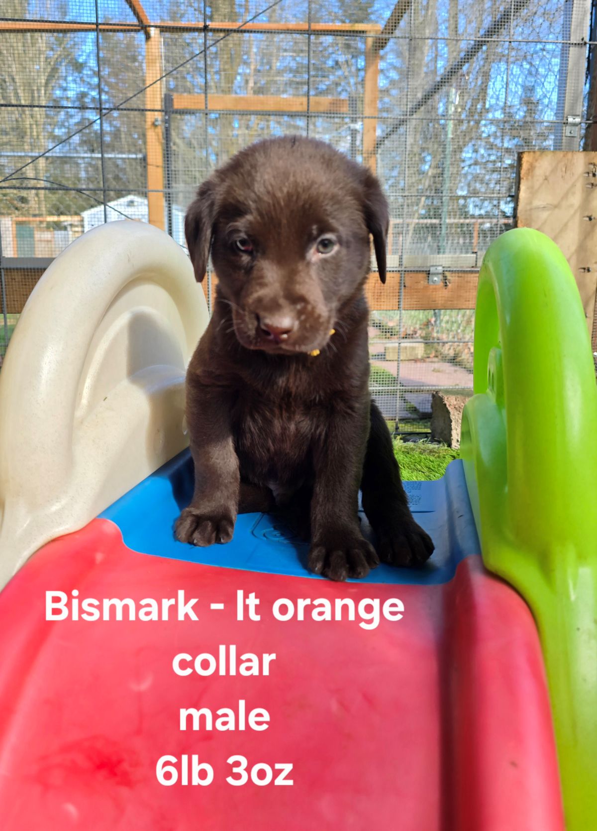 Myka & Cognac #71  lt orange  6wks.jpg