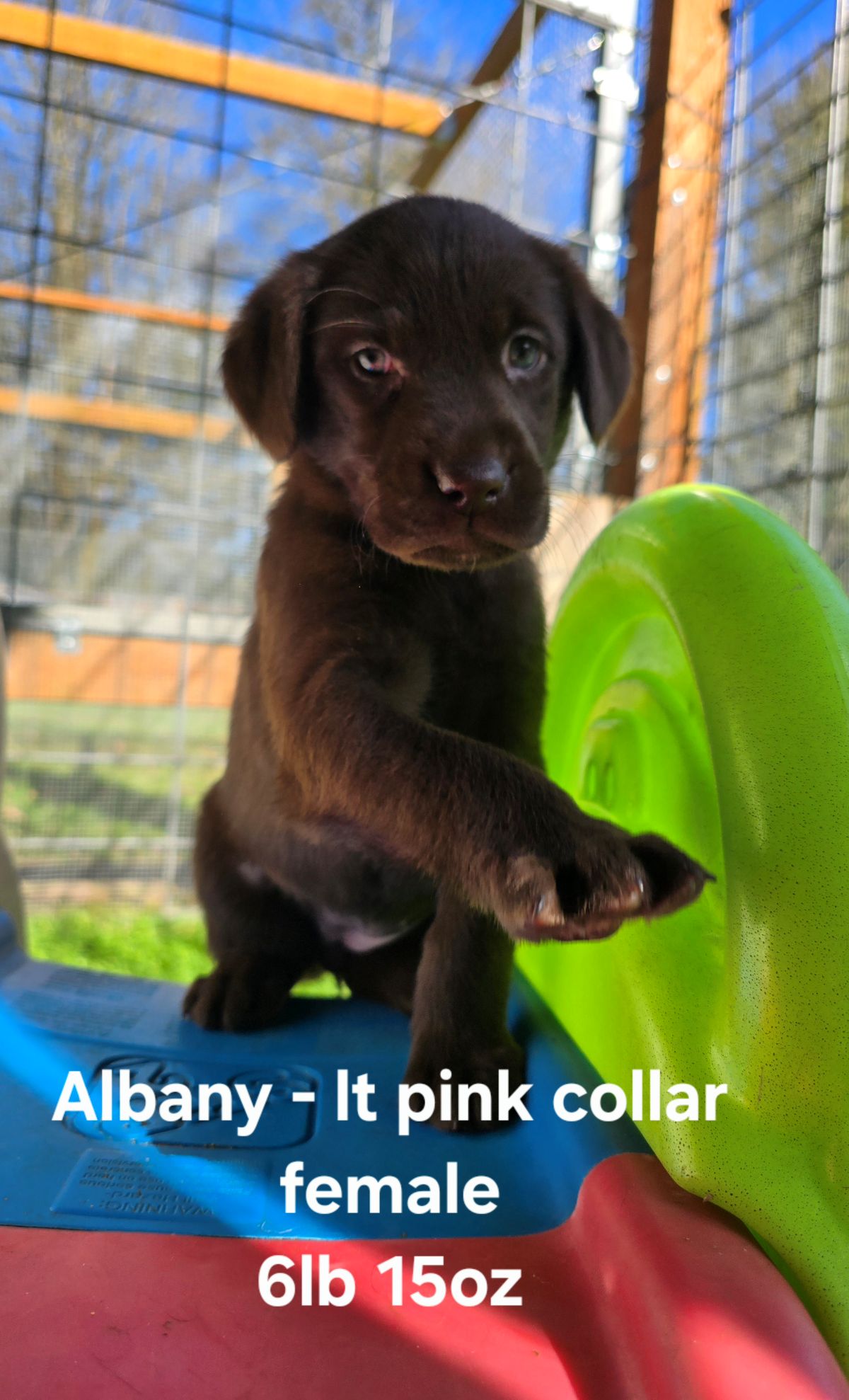 Myka & Cognac #71  lt pink  6wks.jpg