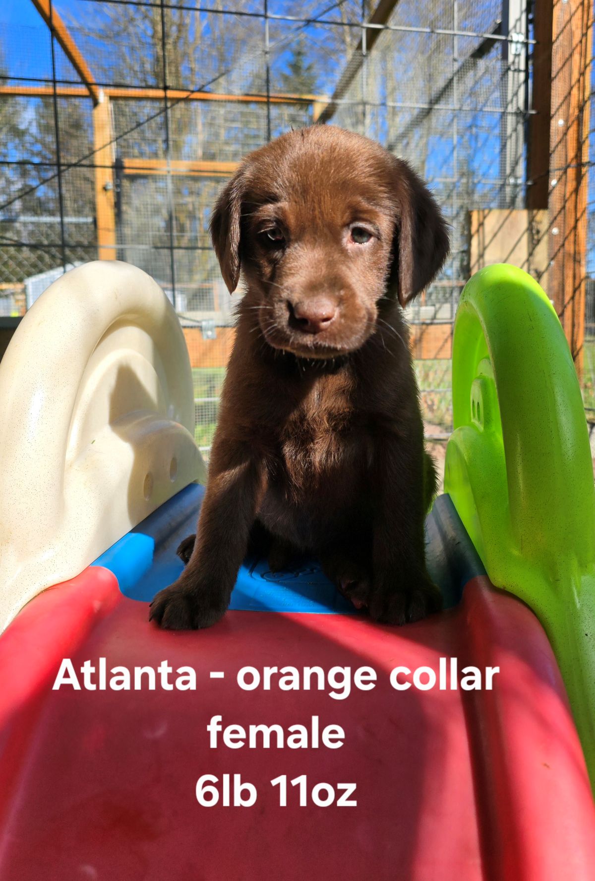 Myka & Cognac #71  orange  6wks.jpg