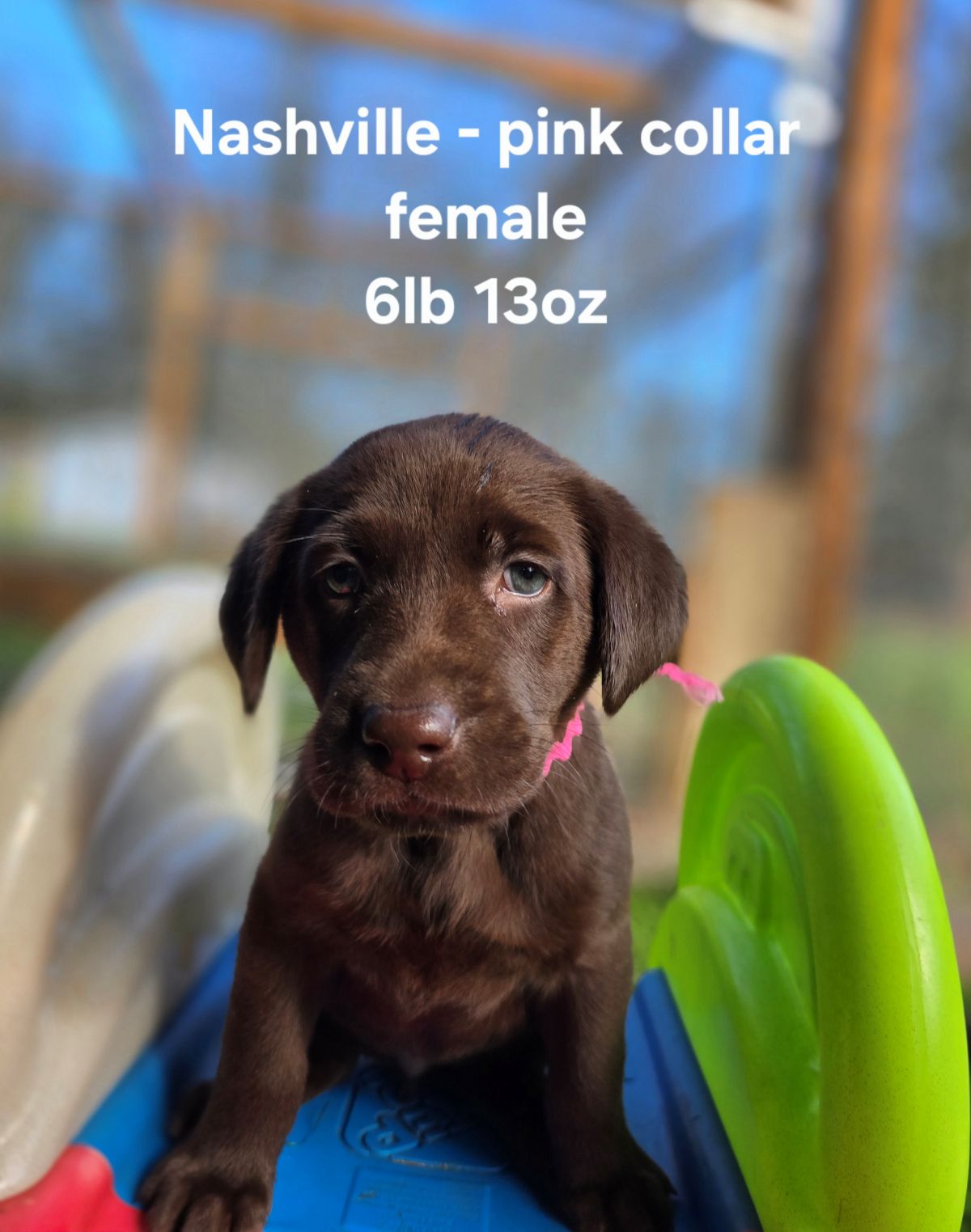 Myka & Cognac #71  pink  6wks.jpg