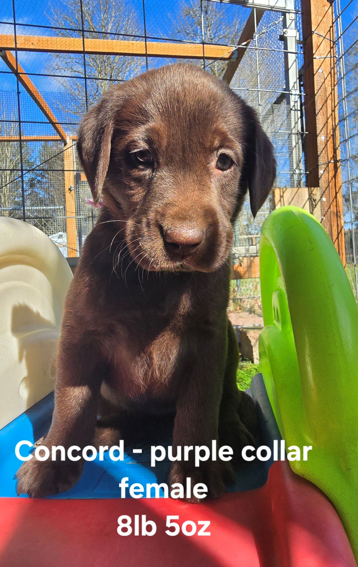 Myka & Cognac #71  purple  6wks.jpg