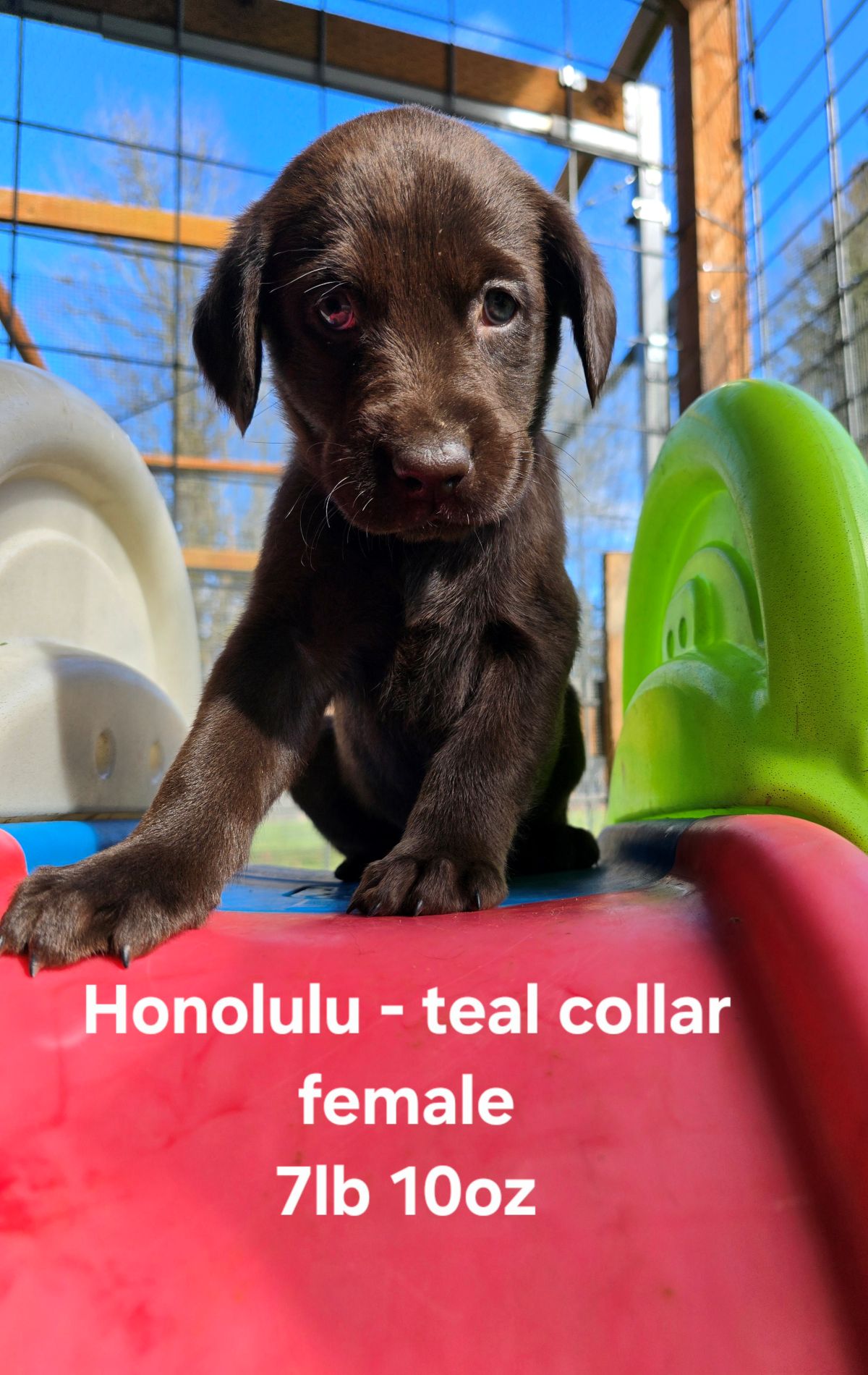 Myka & Cognac #71  teal  6wks.jpg