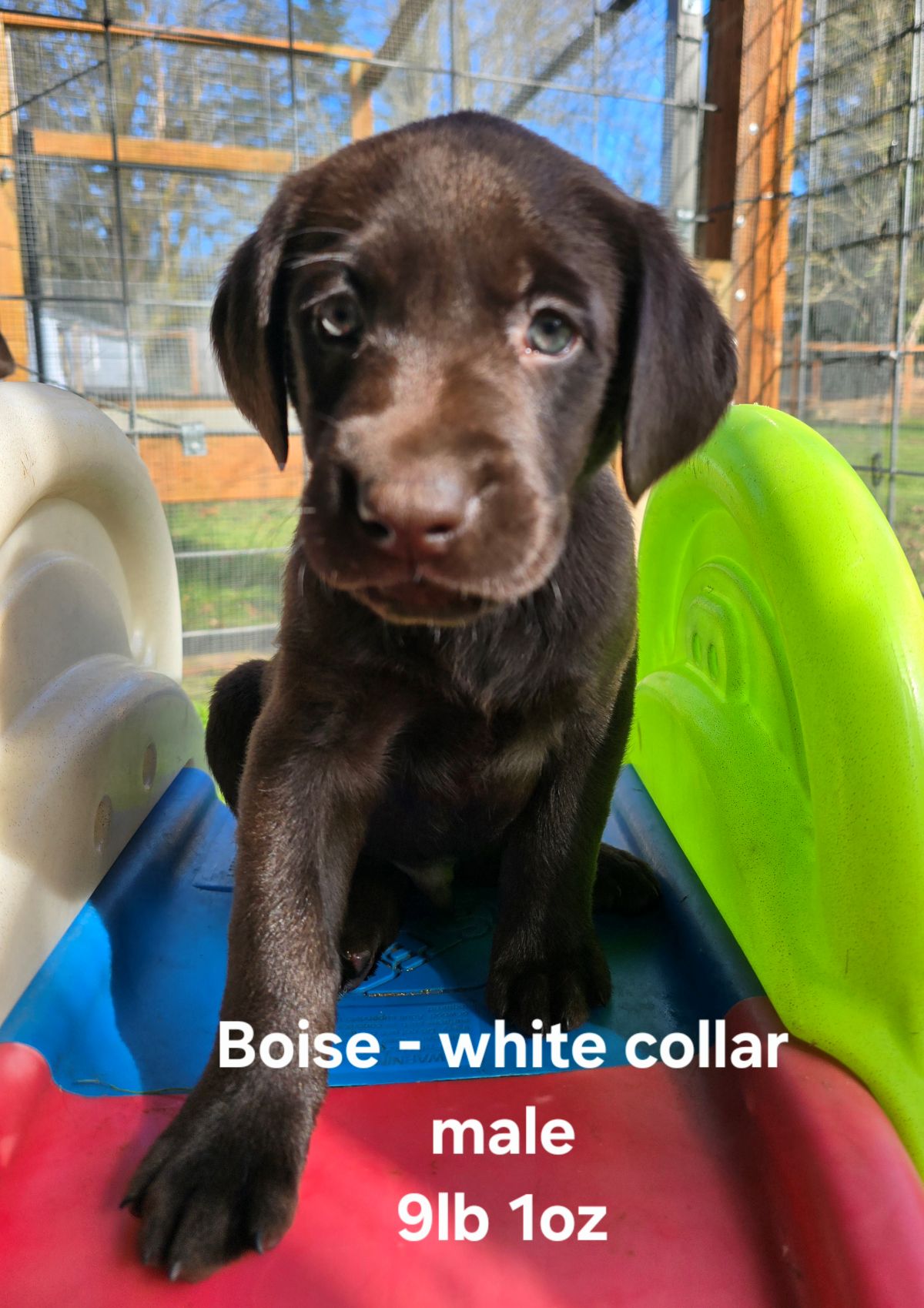 Myka & Cognac #71 white  6wks.jpg