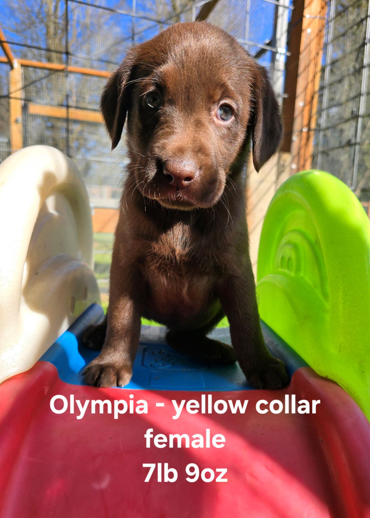 Myka & Cognac #71  yellow  6wks.jpg