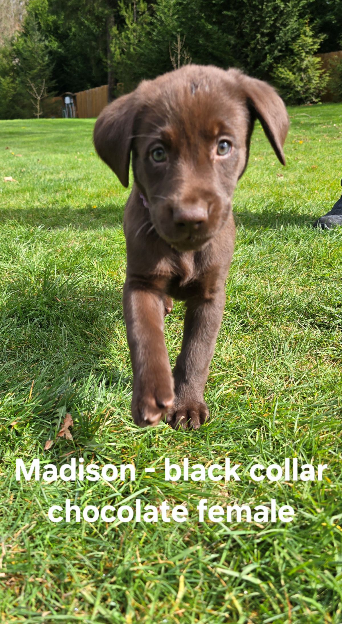 Myka & Cognac - black  7.5 weeks.jpg