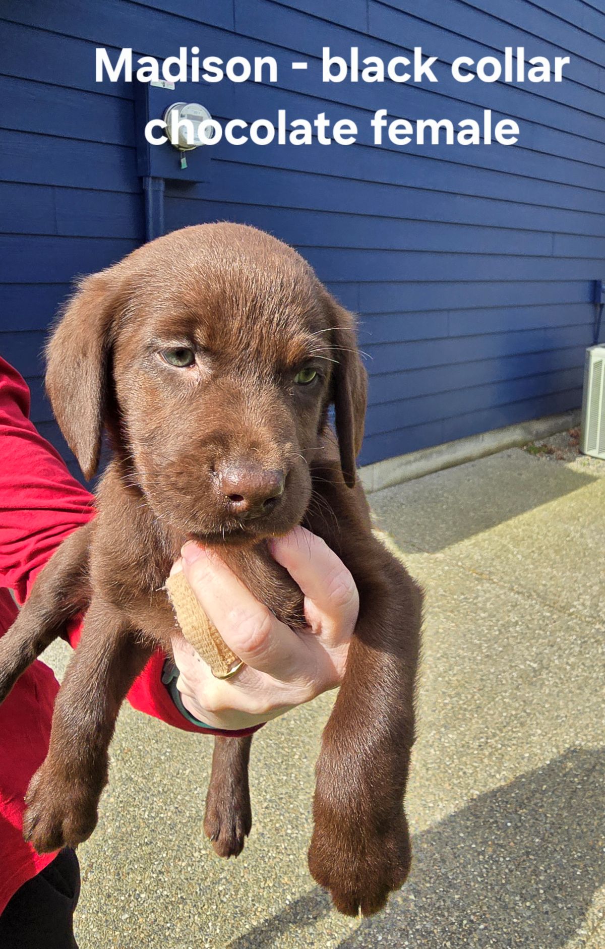 Myka & Cognac - black 7.5 wks.jpg