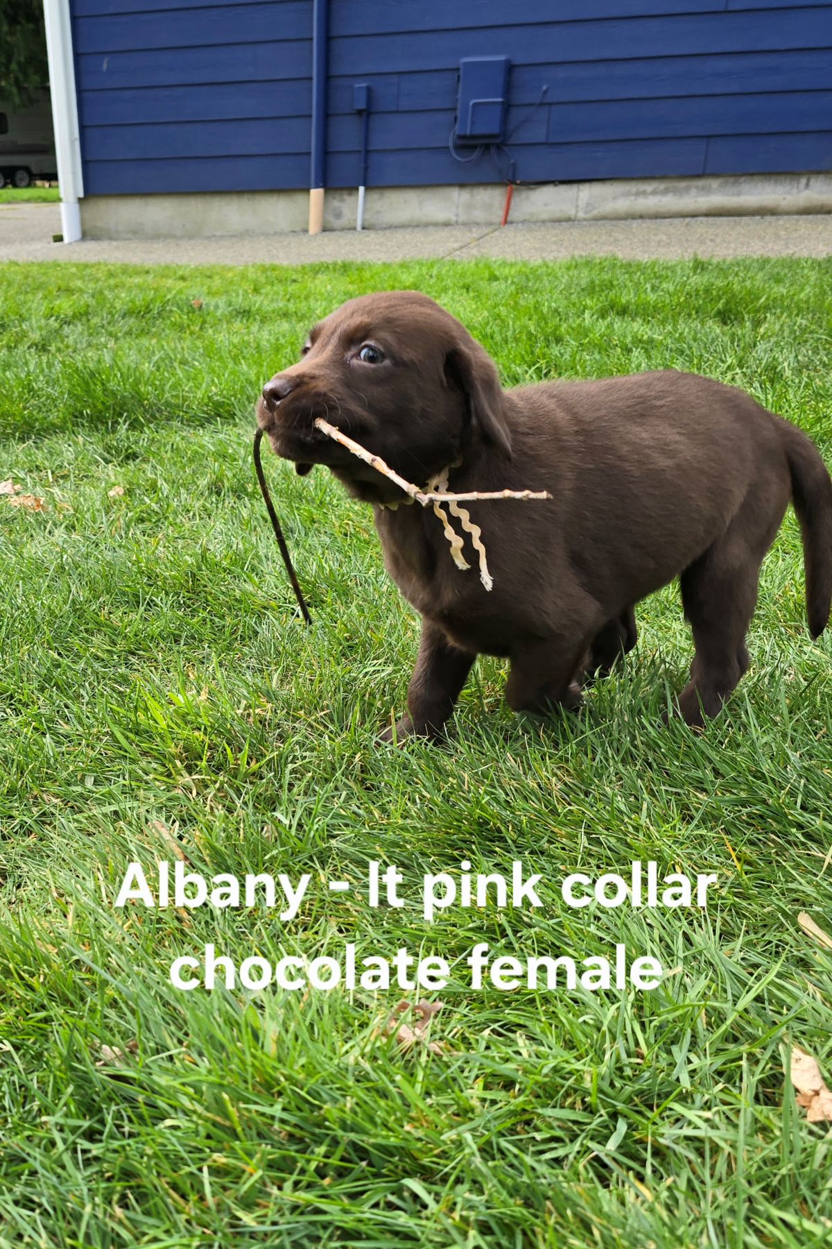 Myka & Cognac - lt pink 7.5 weeks.jpg