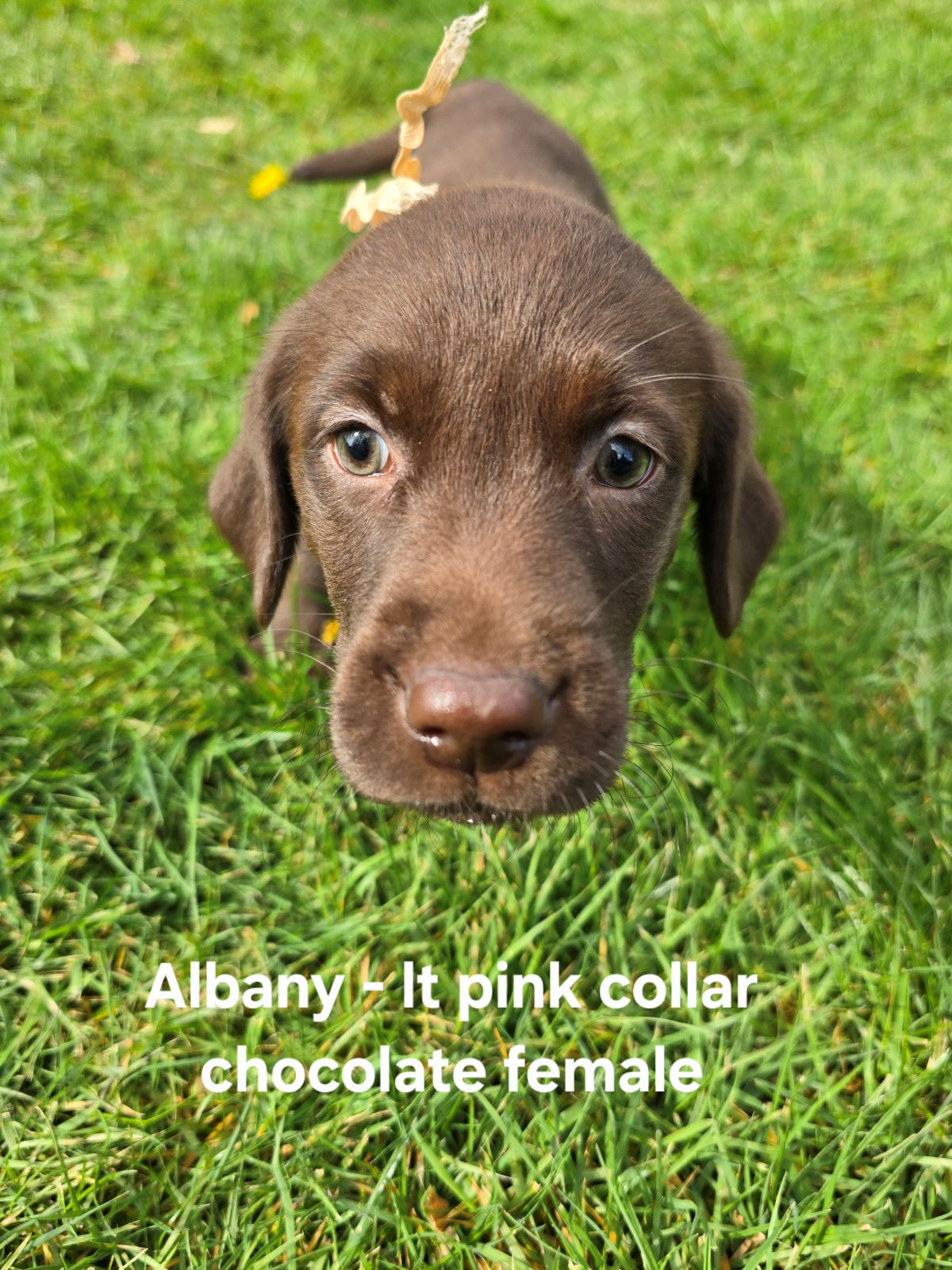 Myka & Cognac - lt pink 7.5 wks.jpg