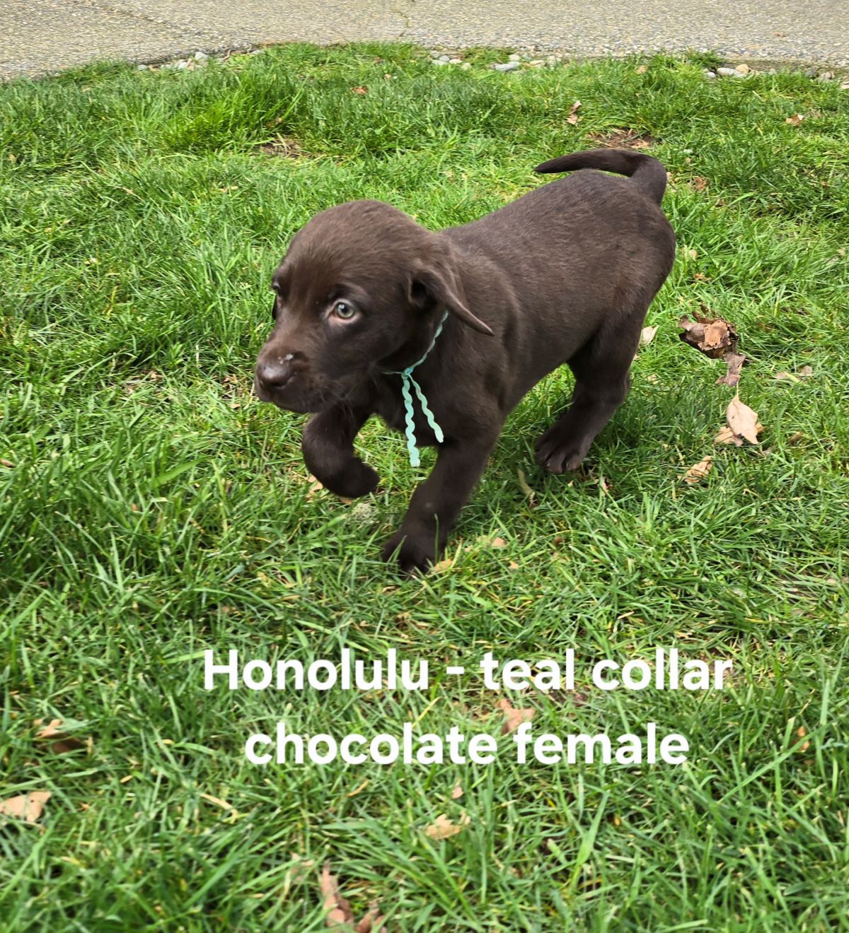 Myka & Cognac - teal 7.5 weeks.jpg