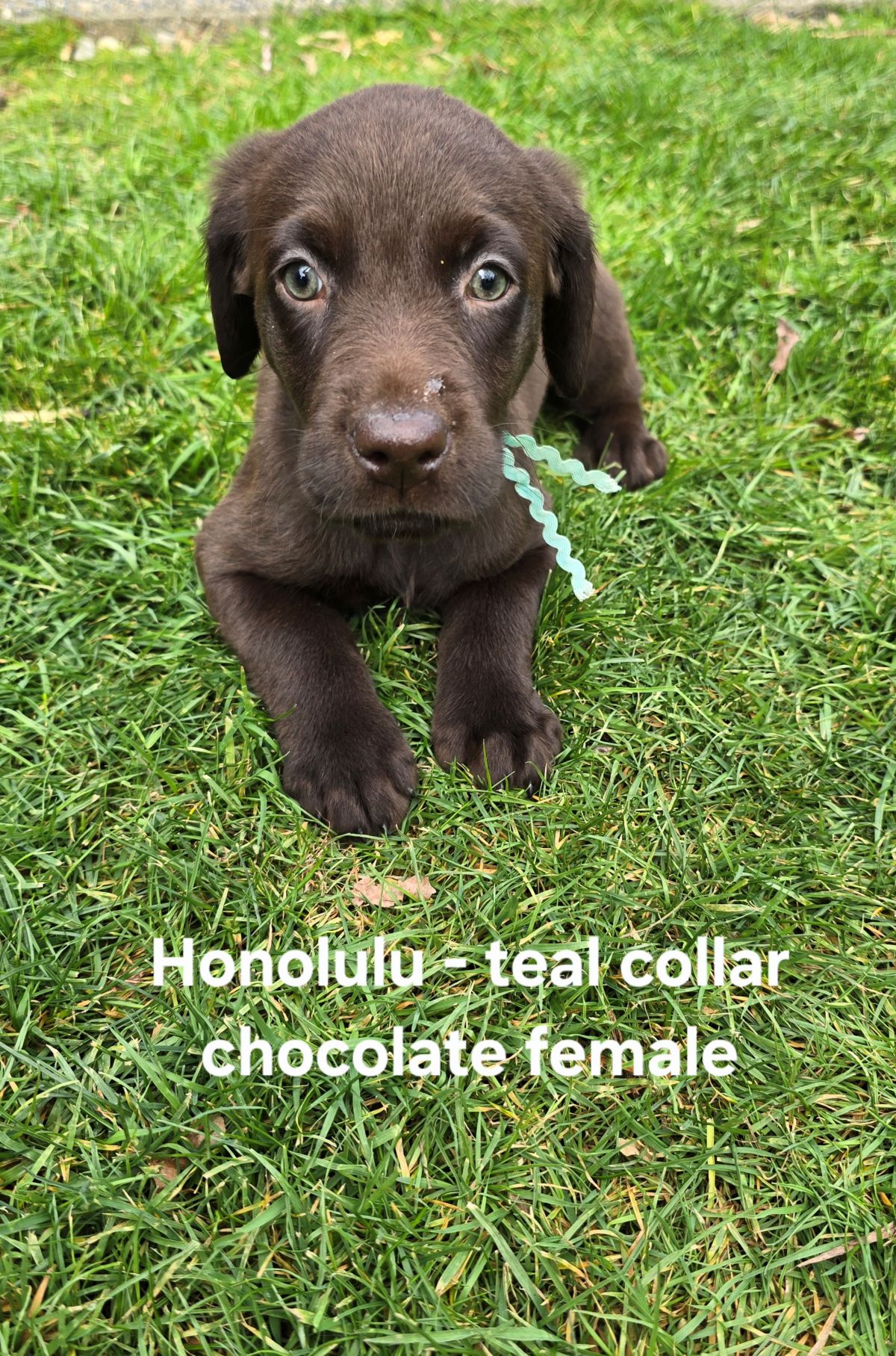 Myka & Cognac - teal 7.5 wks.jpg