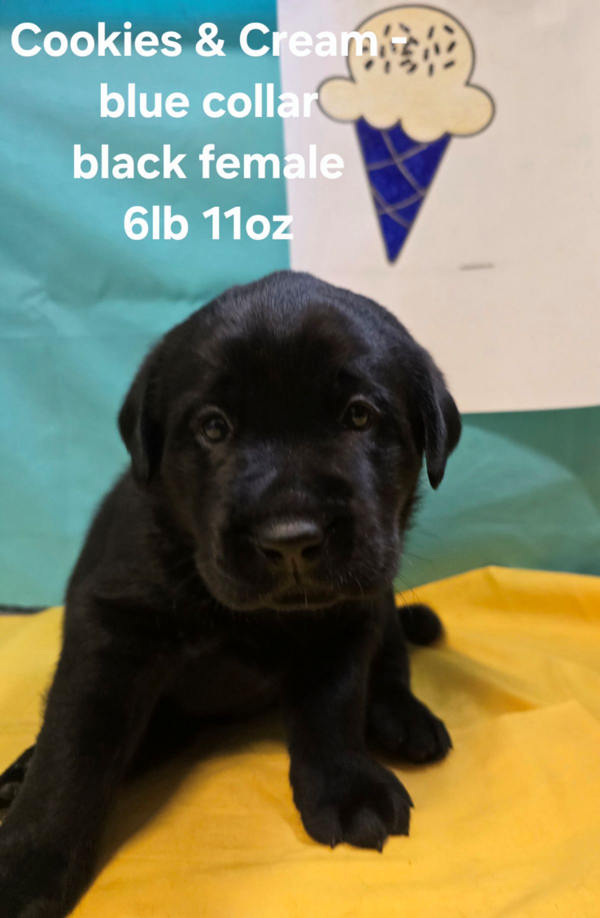 Jaz & Finn #72  blue  4wks.jpg