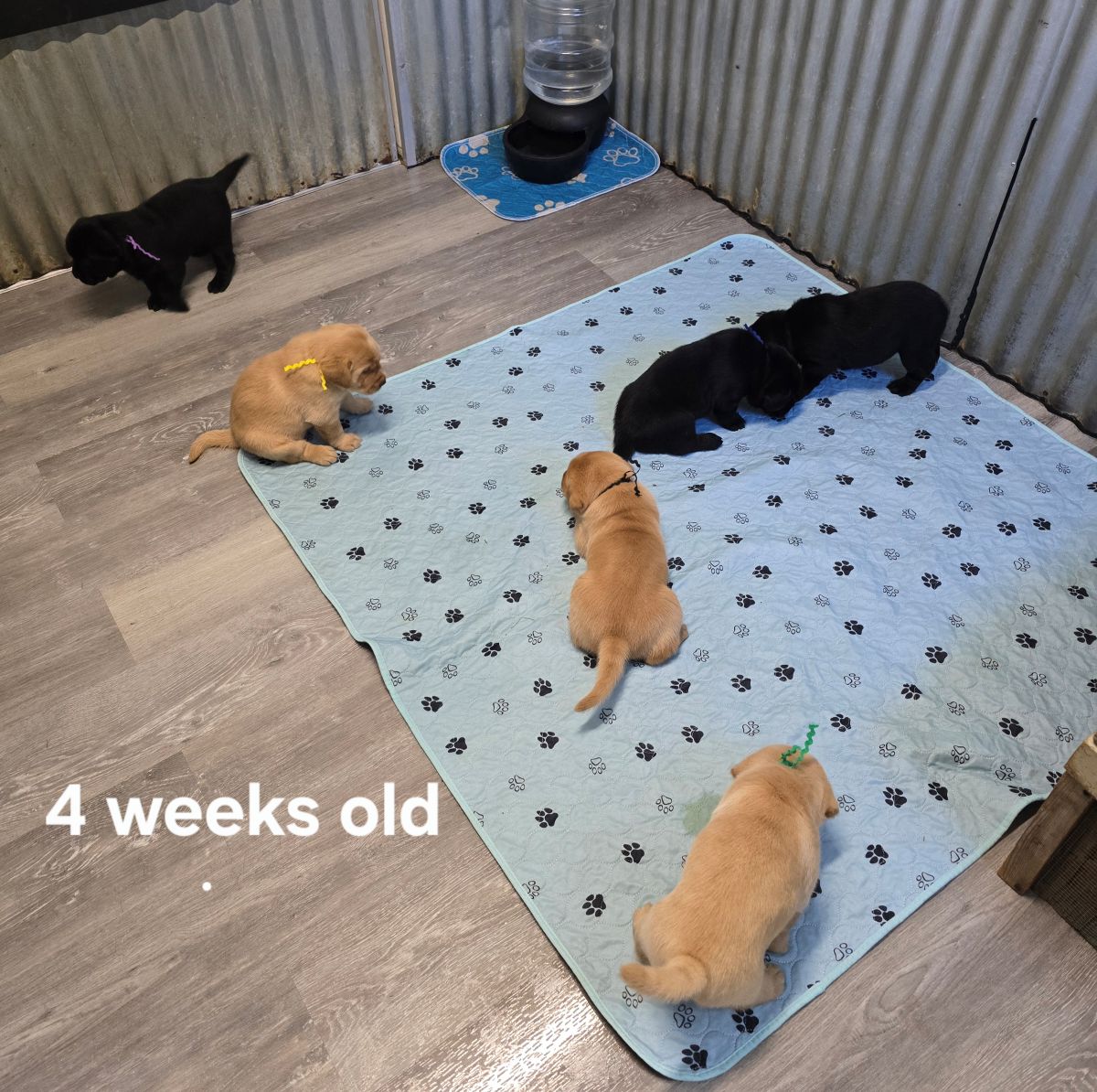 Jaz & Finn #72  group  4wks.jpg