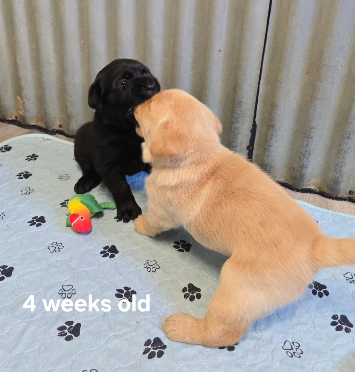Jaz & Finn #72  play  4wks.jpg