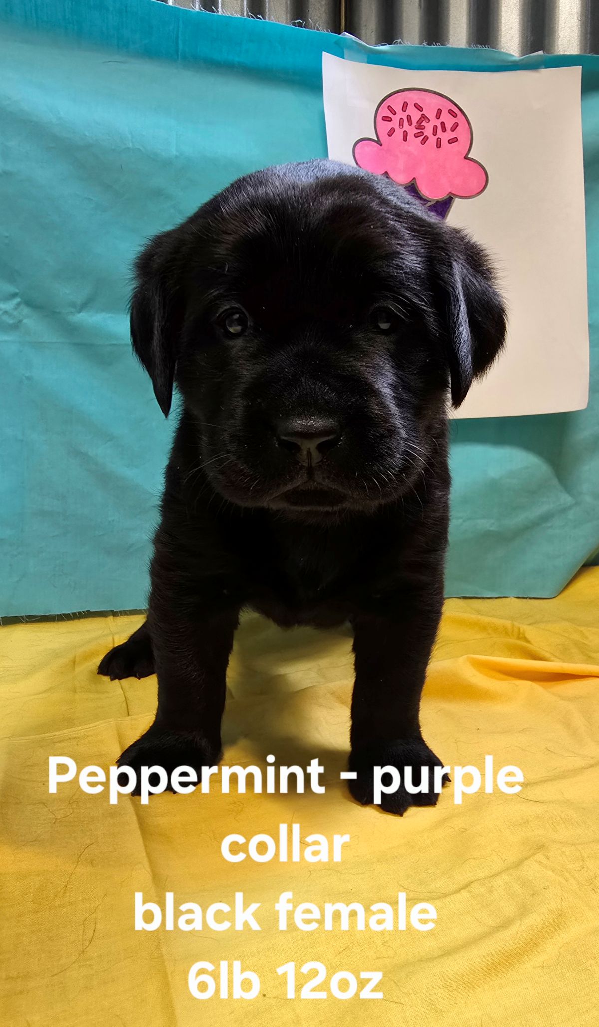 Jaz & Finn #72  purple  4wks.jpg