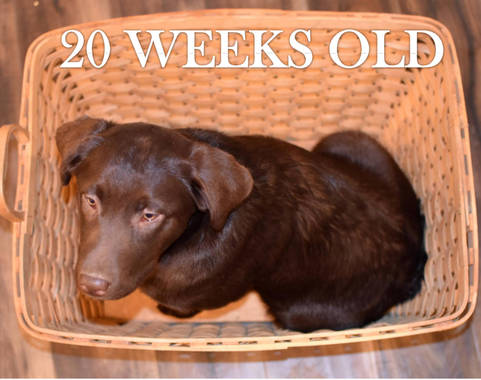 labrador puppies available olympia